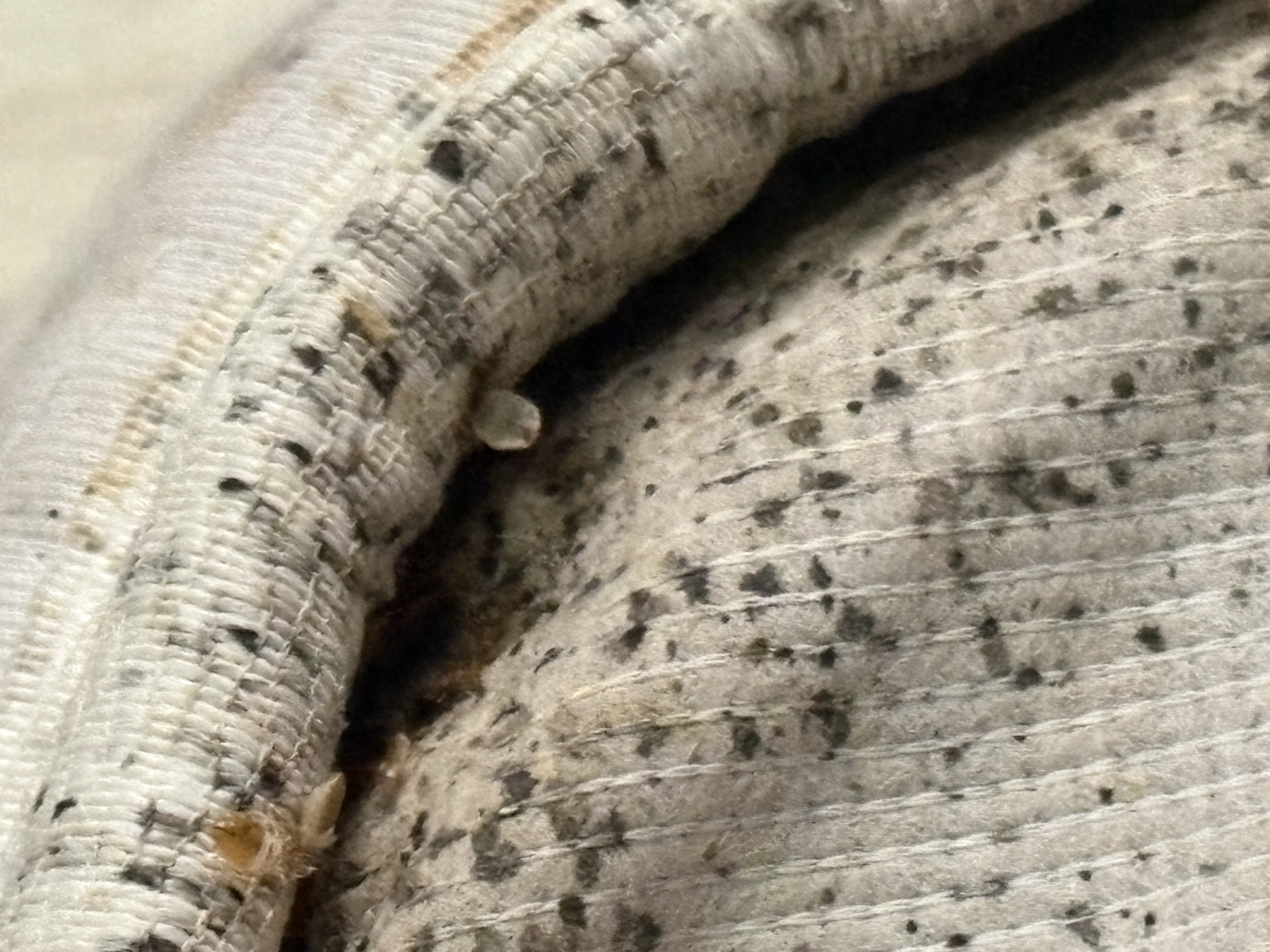 Bed bug service in Shelbyville, TN main photo