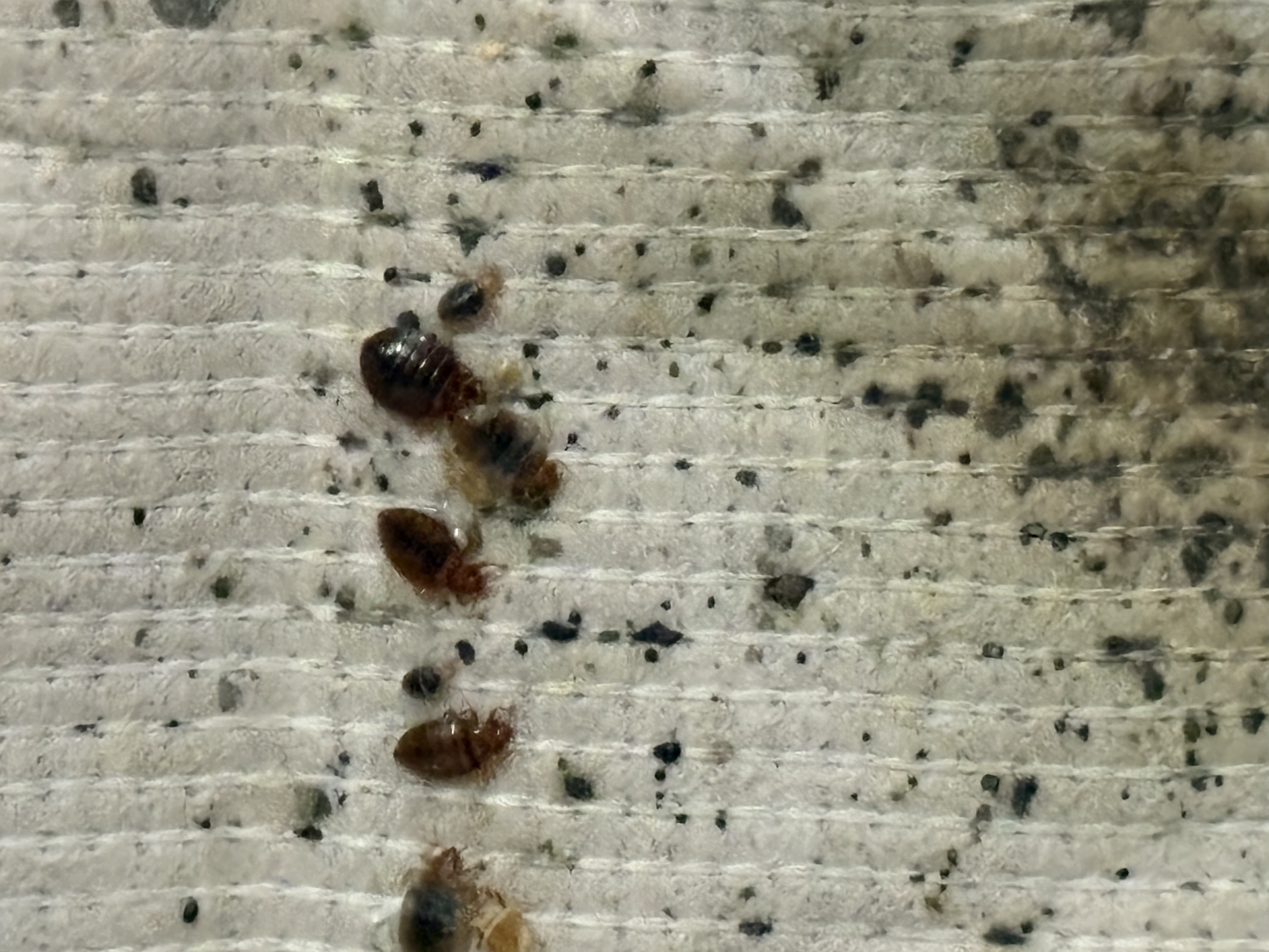 Bed bug service in Shelbyville, TN photo 4