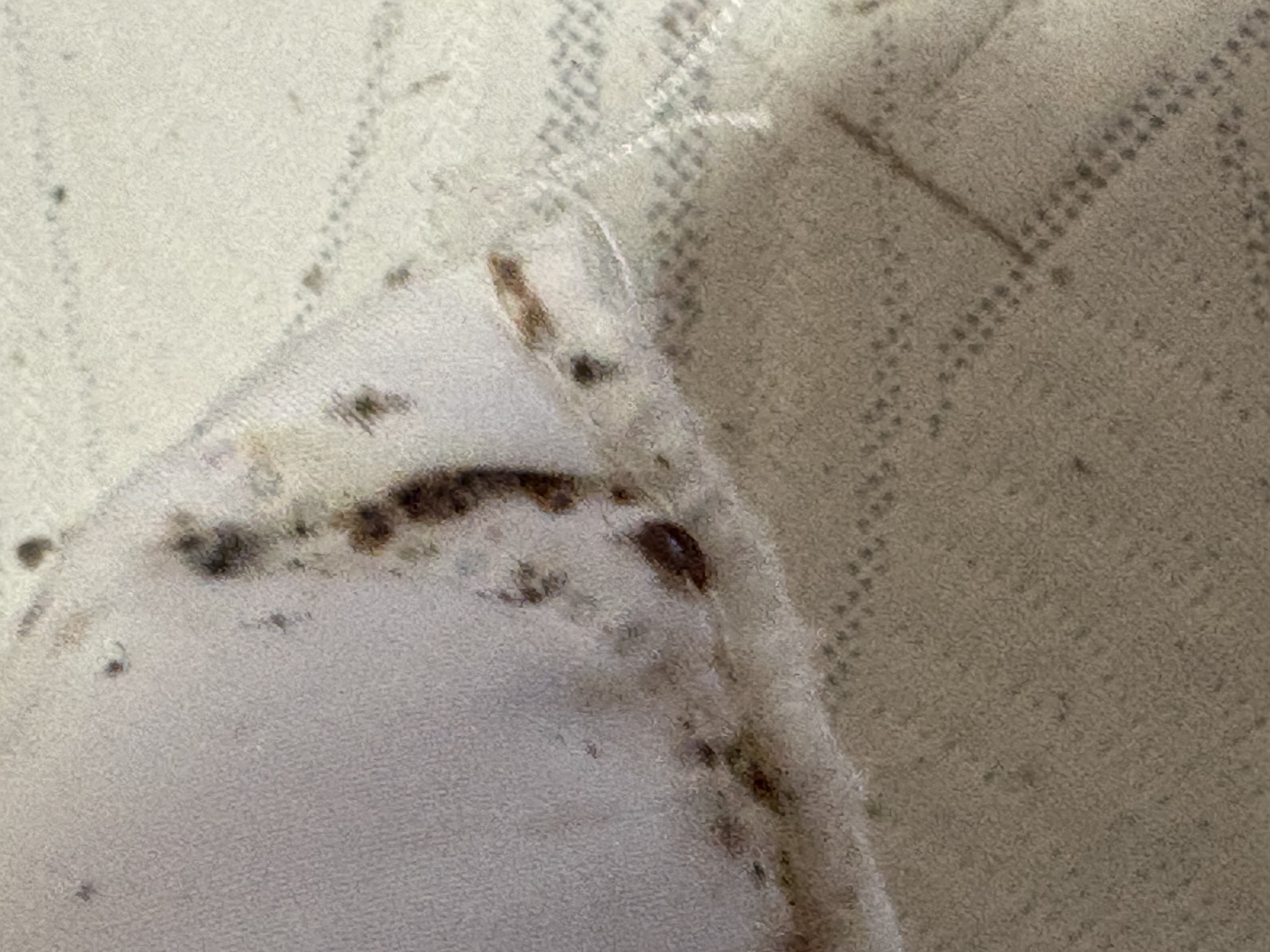 Bed bug service in Shelbyville, TN photo 5