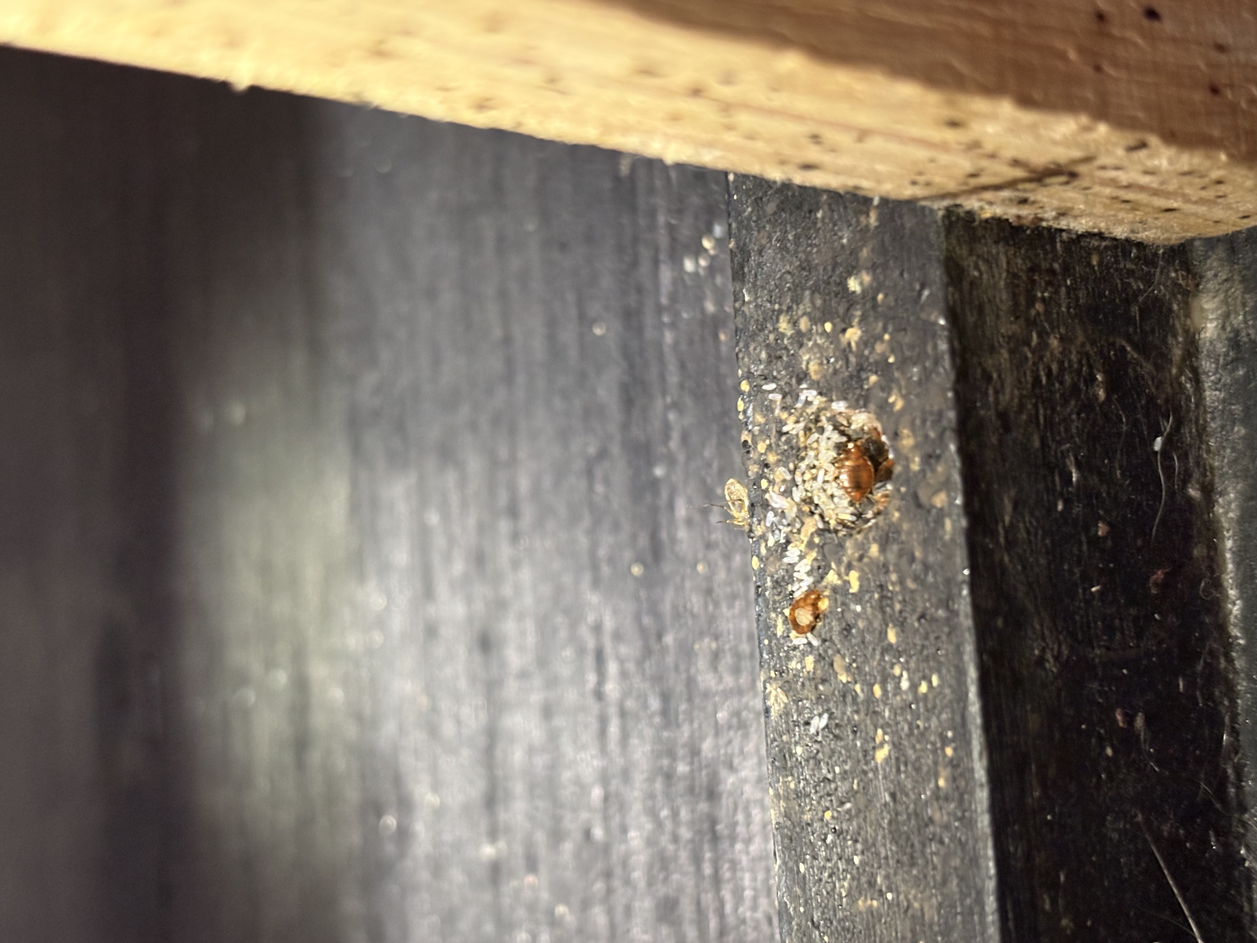 Bed bug service in Westmoreland, TN main photo