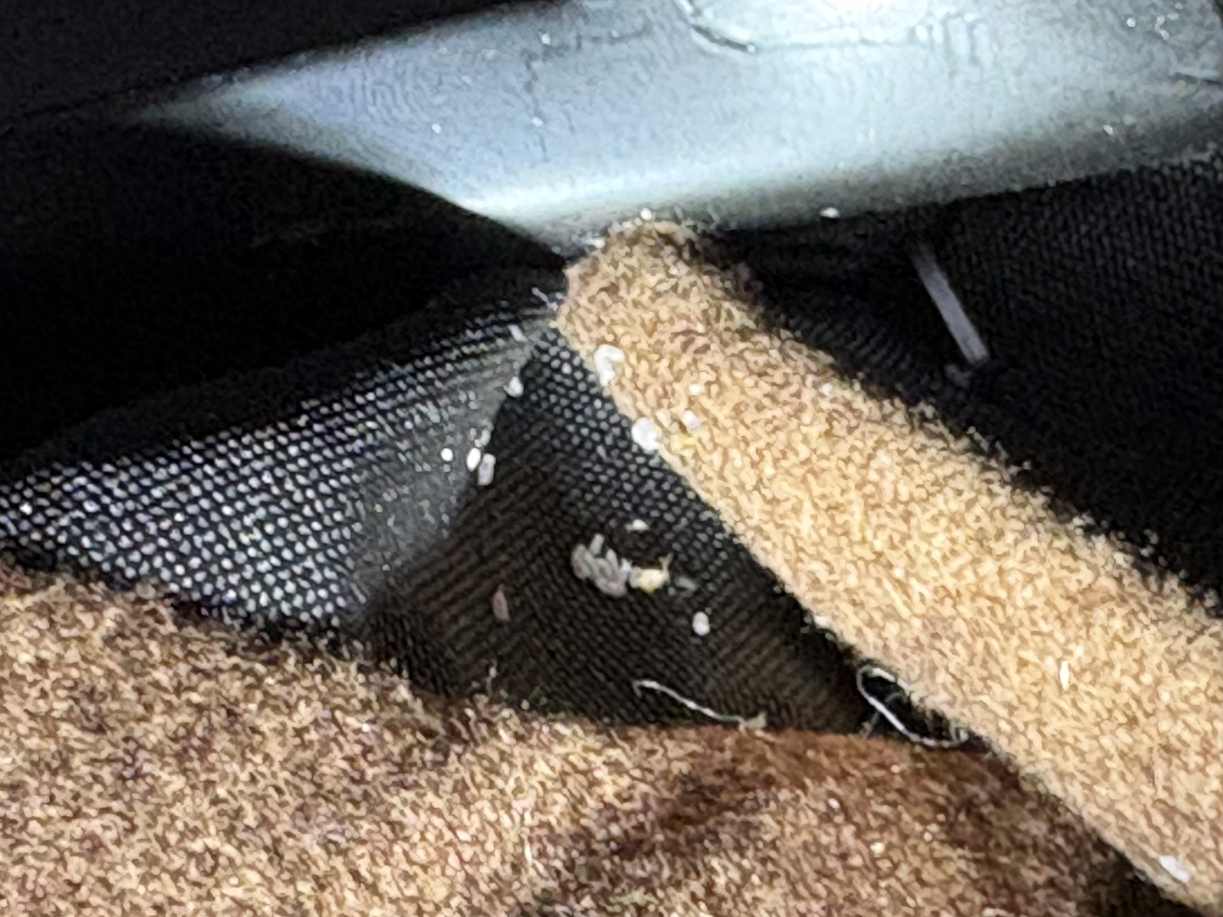 Bed bug service in Westmoreland, TN photo 2