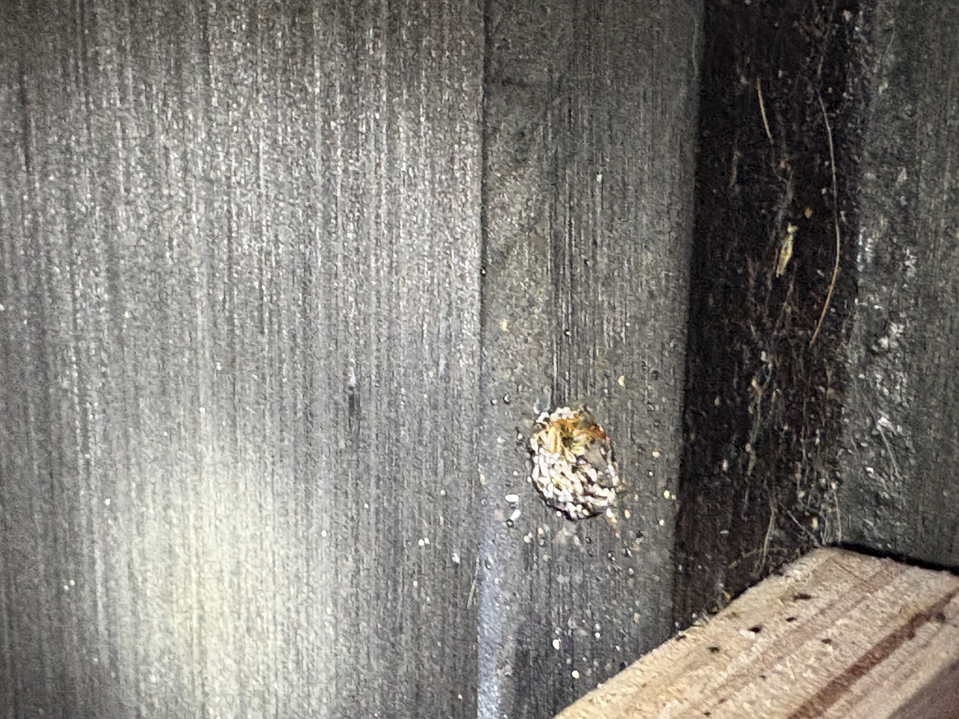 Bed bug service in Westmoreland, TN photo 3