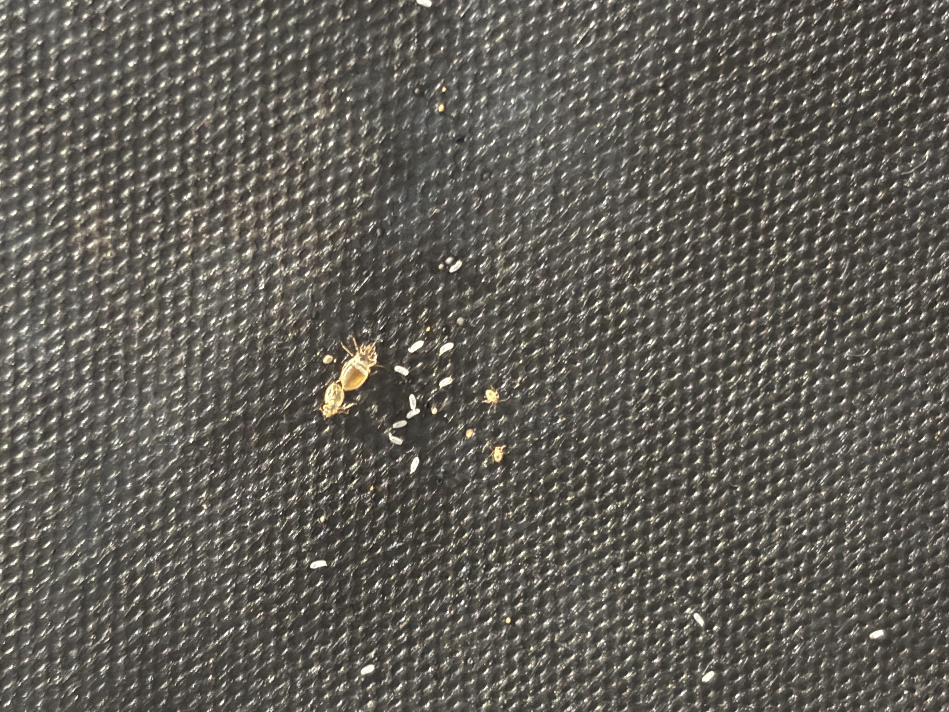 Bed bug service in Westmoreland, TN photo 5