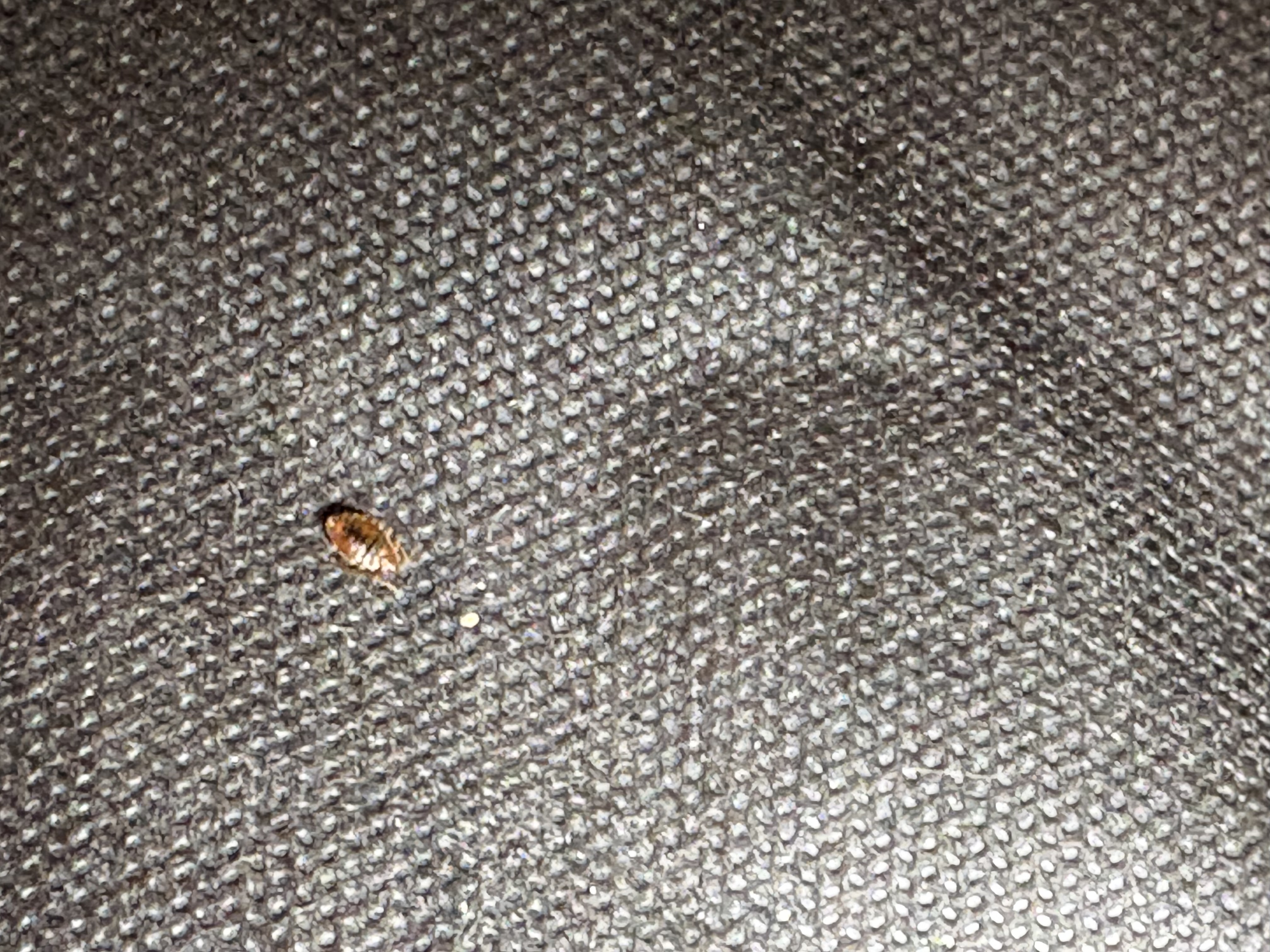 Bed bug service in Westmoreland, TN photo 6