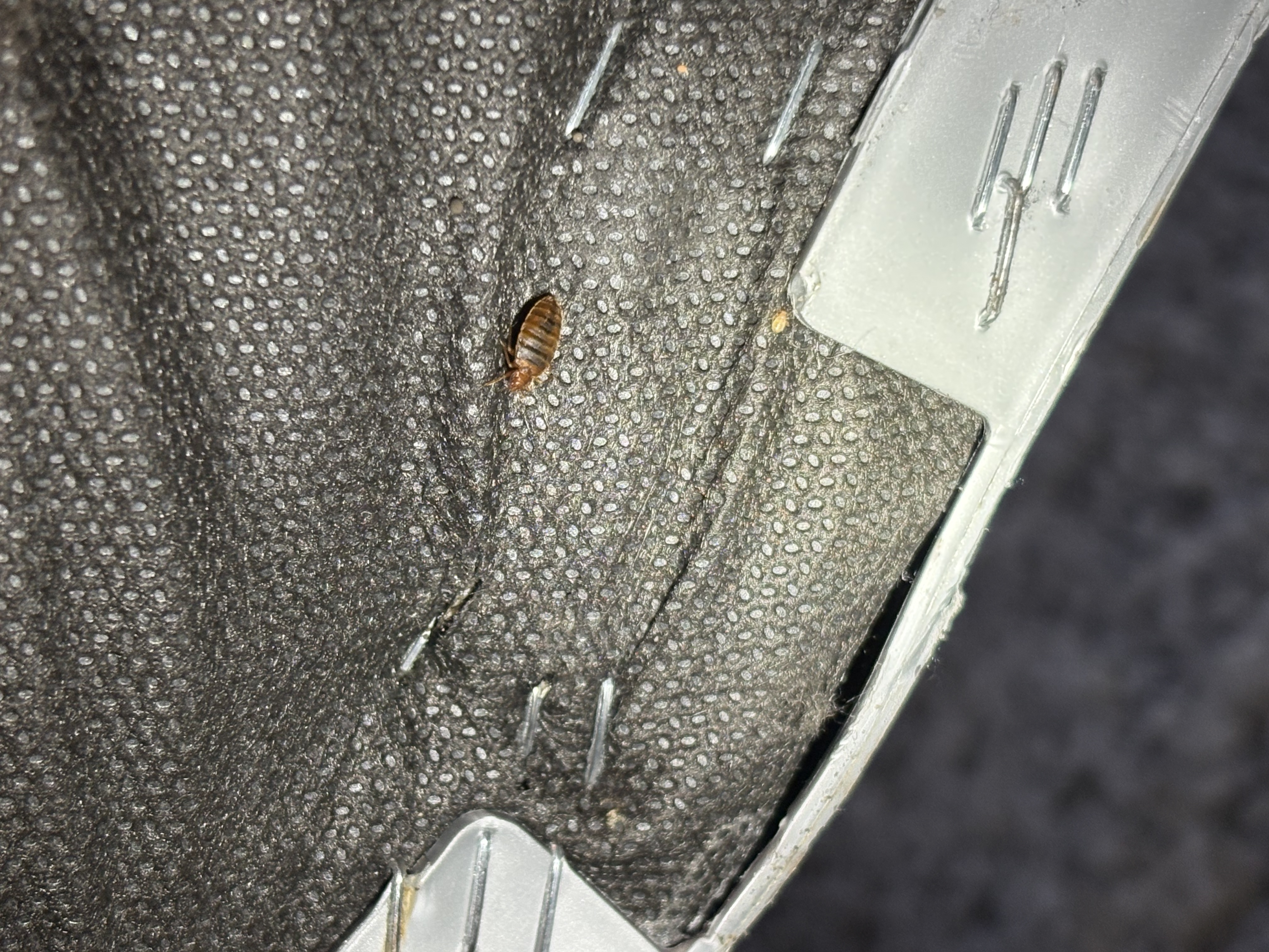 Bed bug service in Westmoreland, TN photo 7