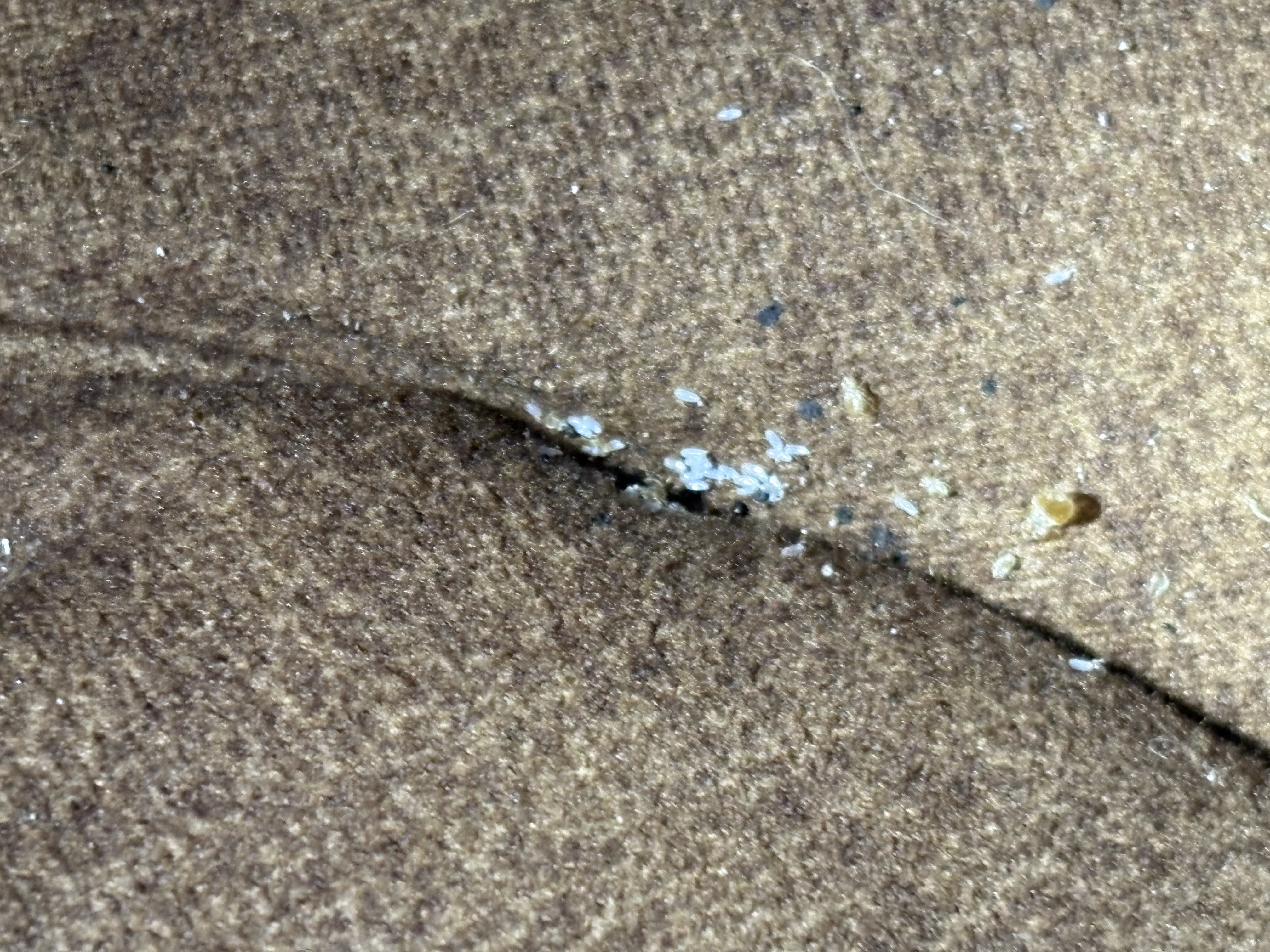 Bed bug service in Westmoreland, TN photo 8