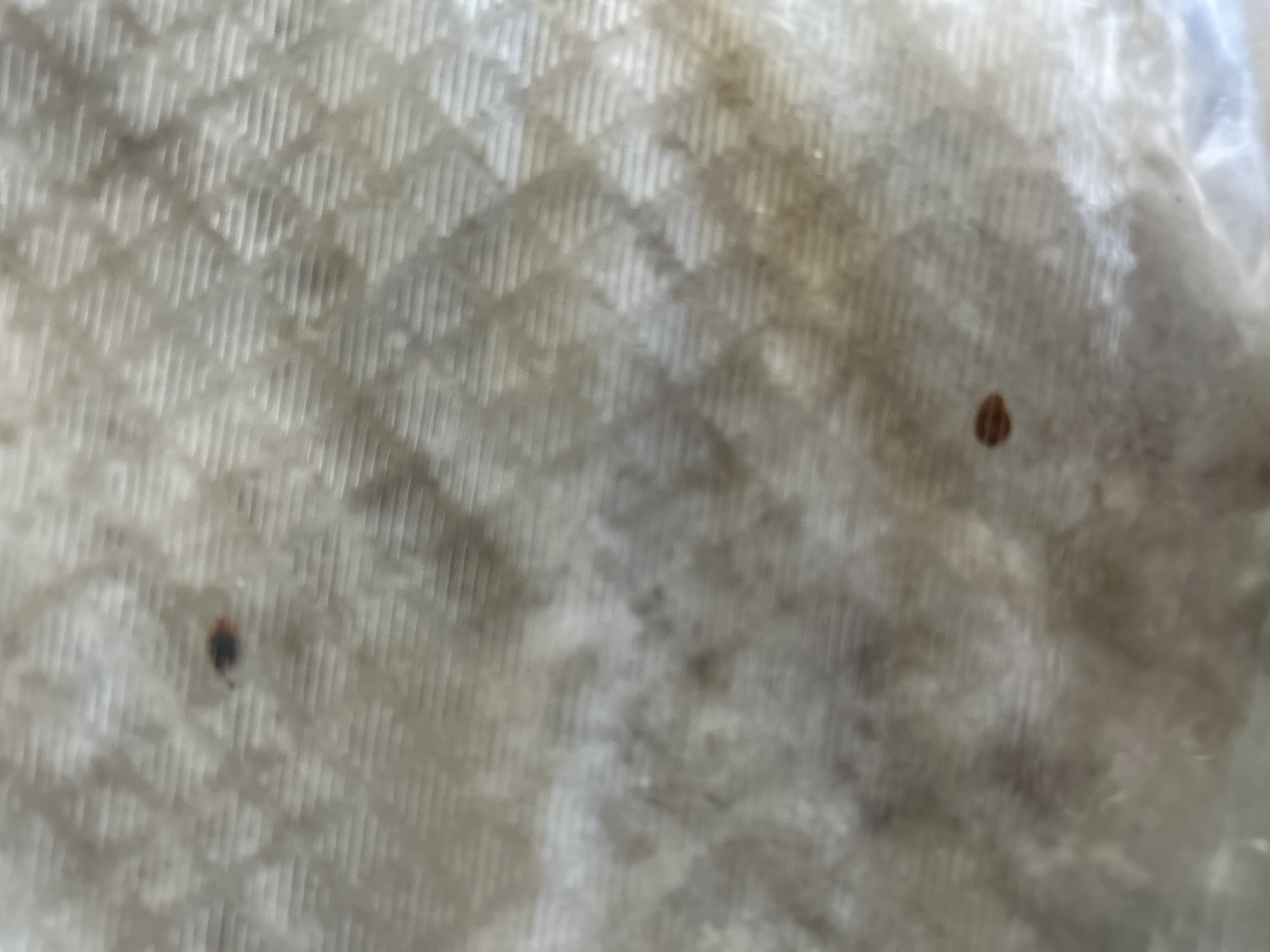 Bed bug service in Lebanon, TN photo 1