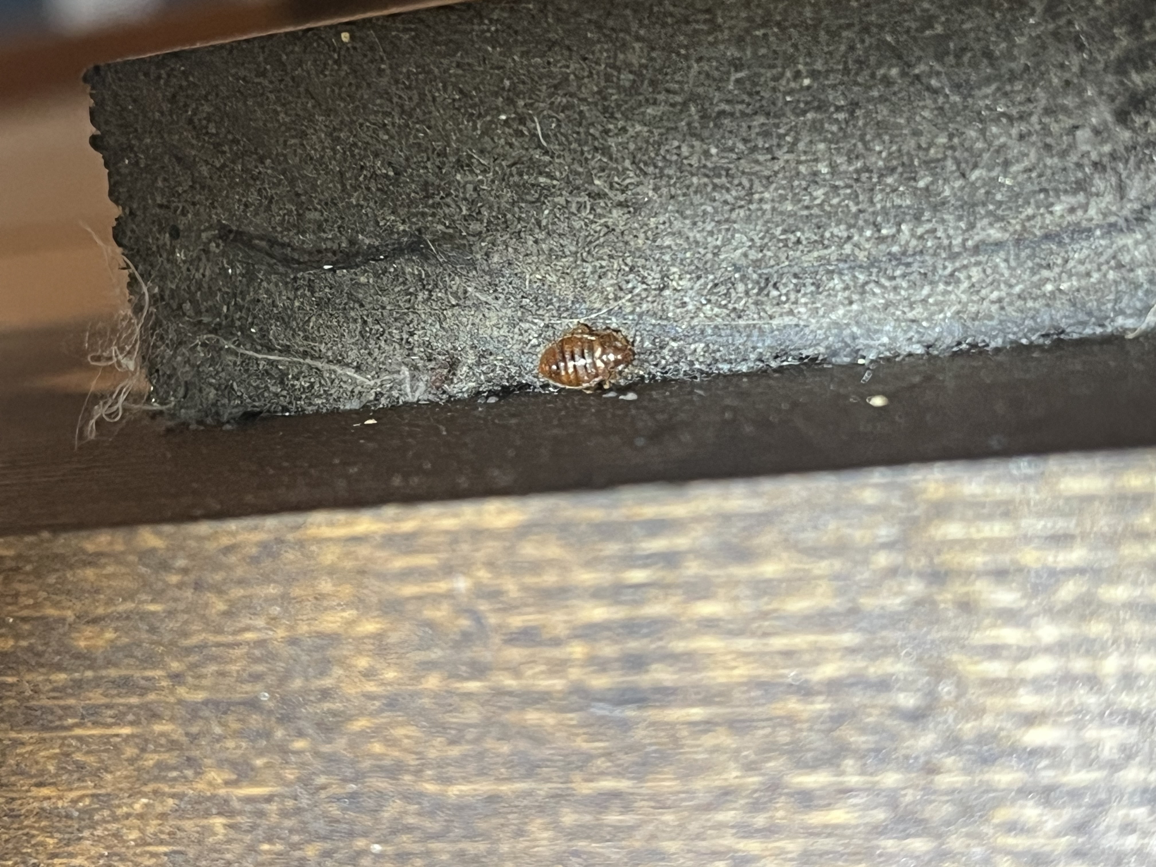 Bed bug service in Lebanon, TN photo 3