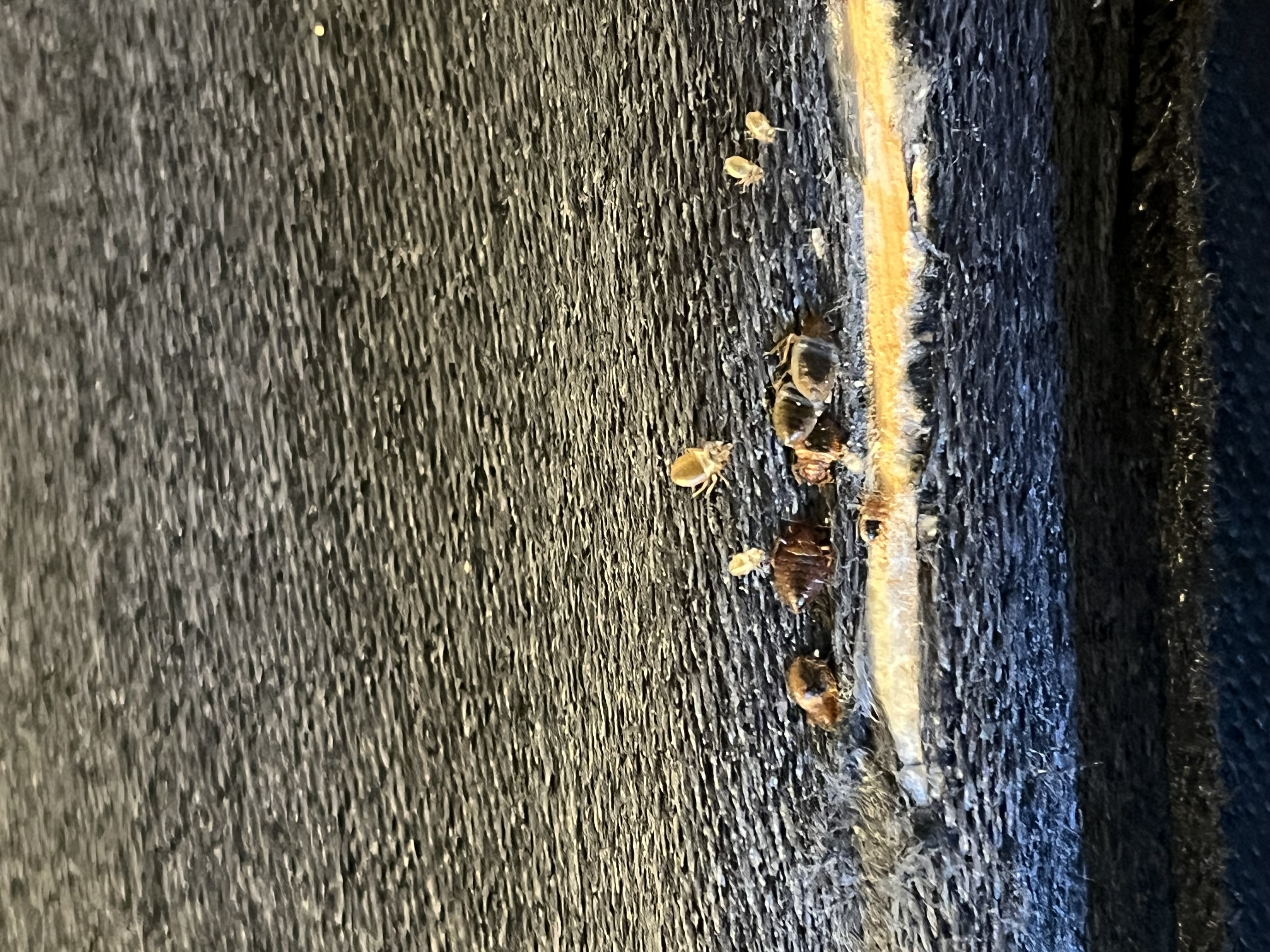 Bed bug service in Lebanon, TN photo 6