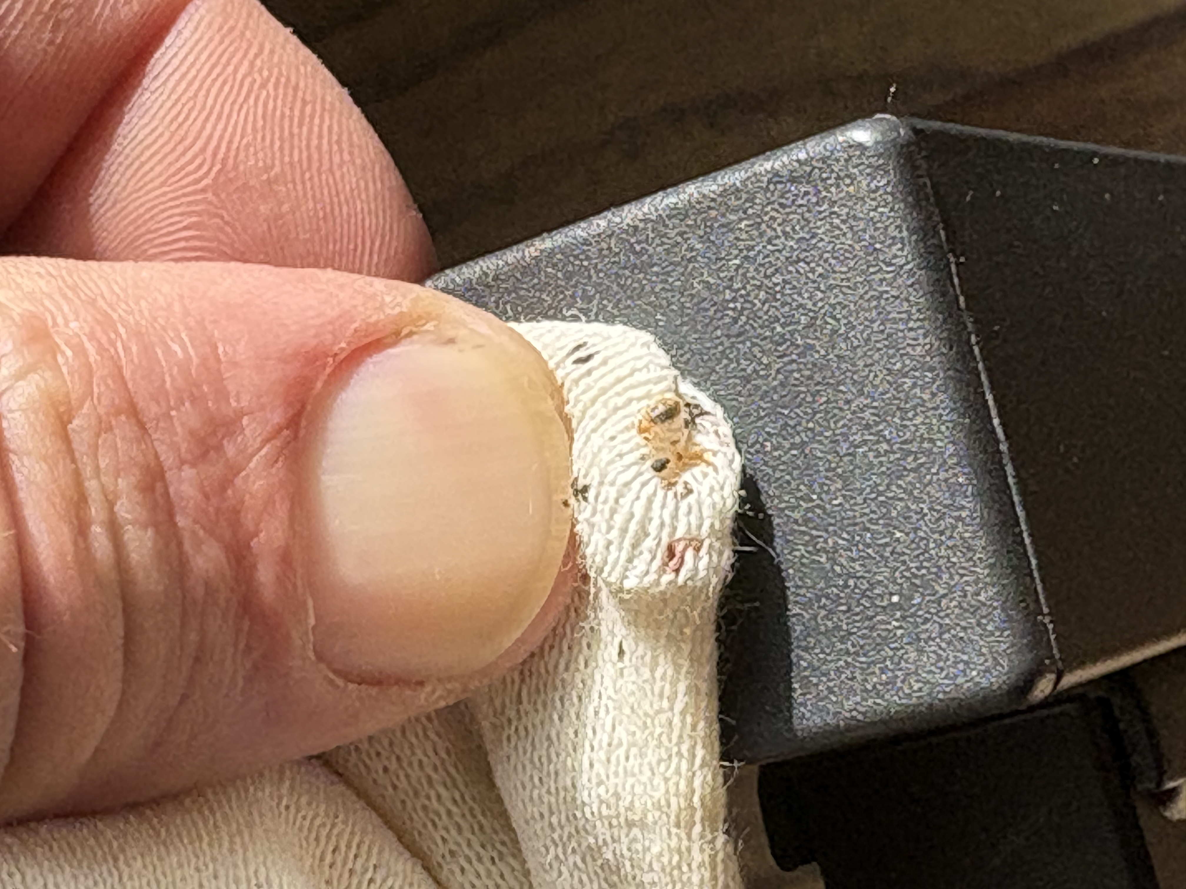 Bed bug service in Gruetli-Laager, TN photo 1