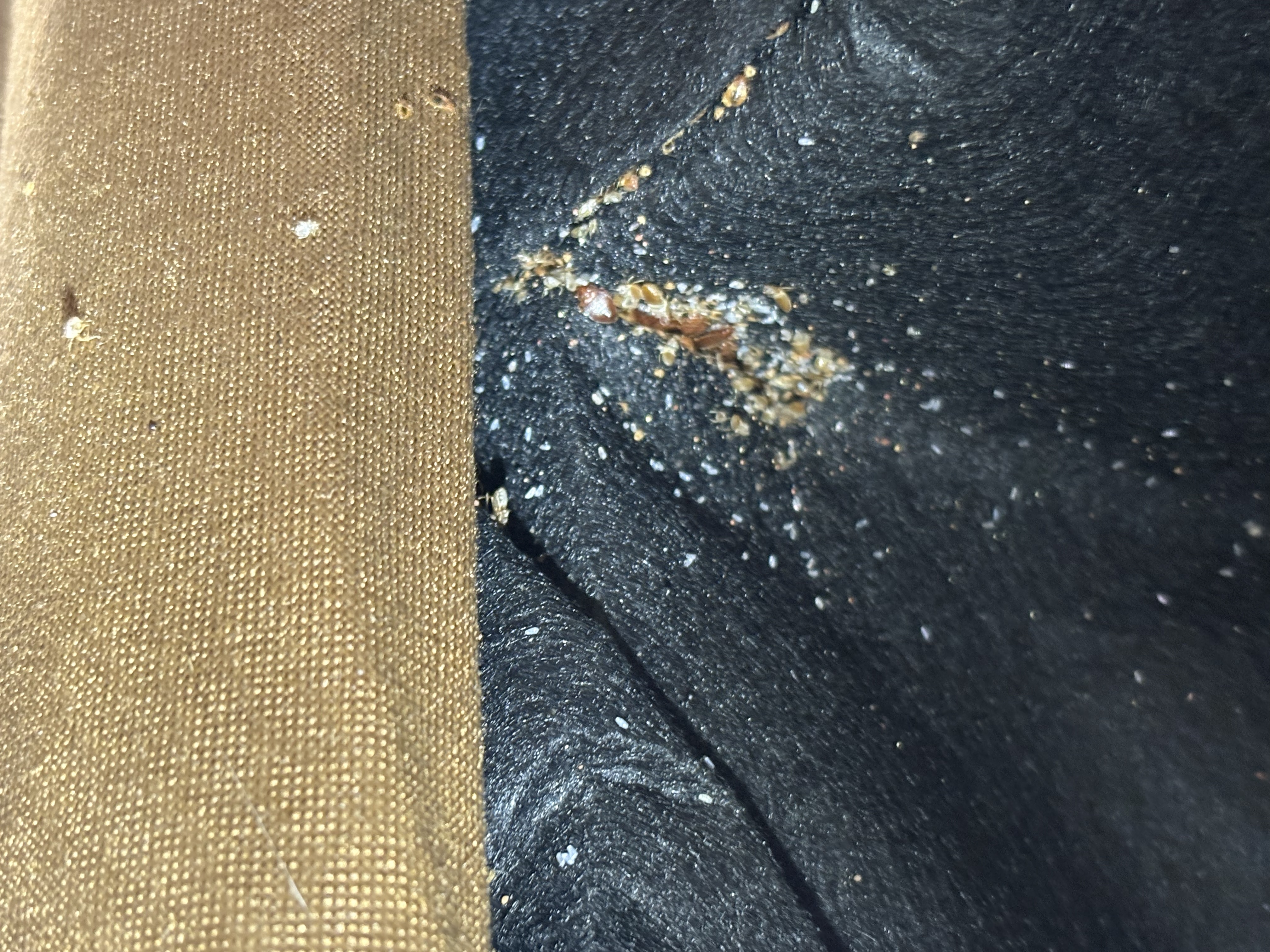 Bed bug service in Gruetli-Laager, TN photo 2