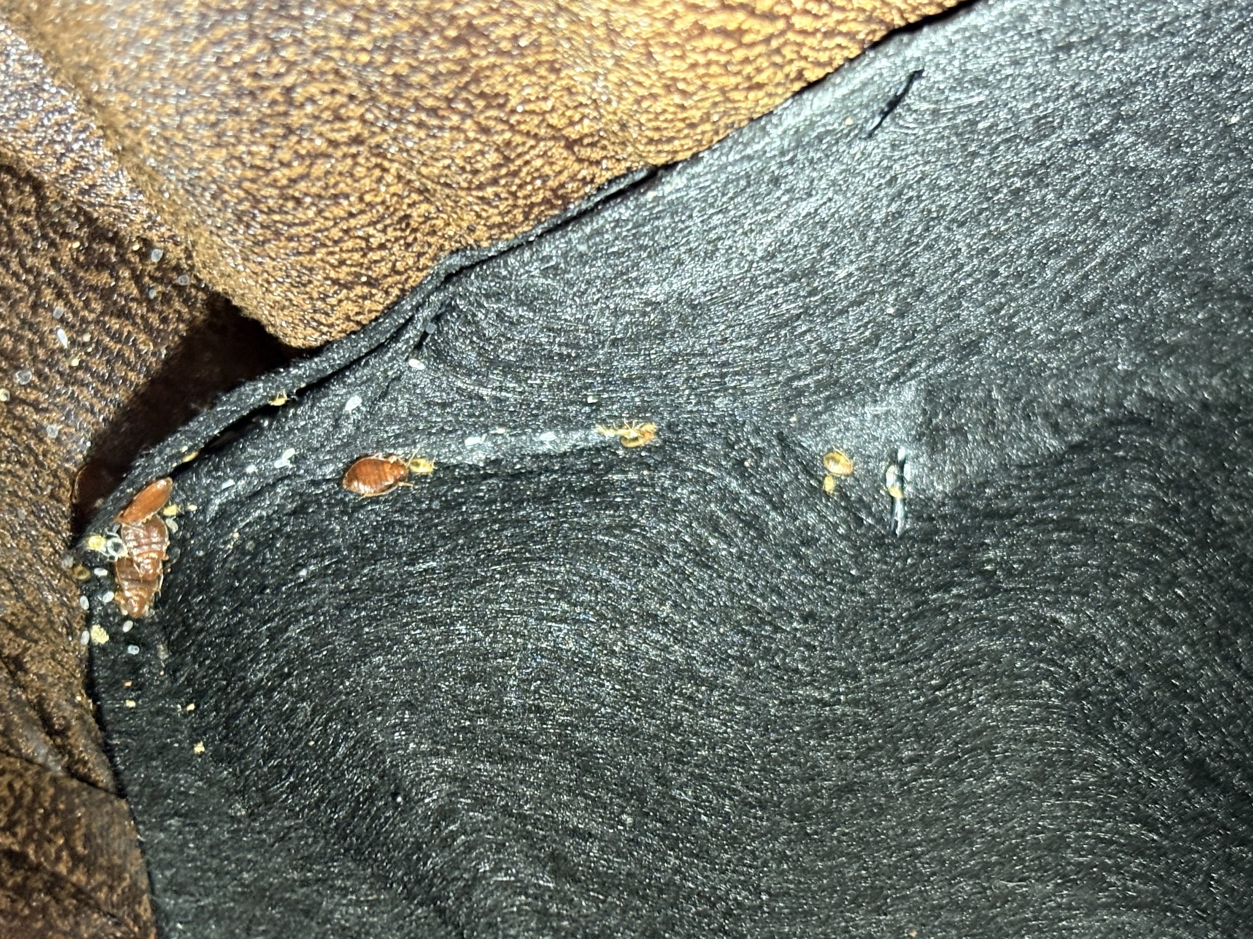 Bed bug service in Gruetli-Laager, TN photo 6