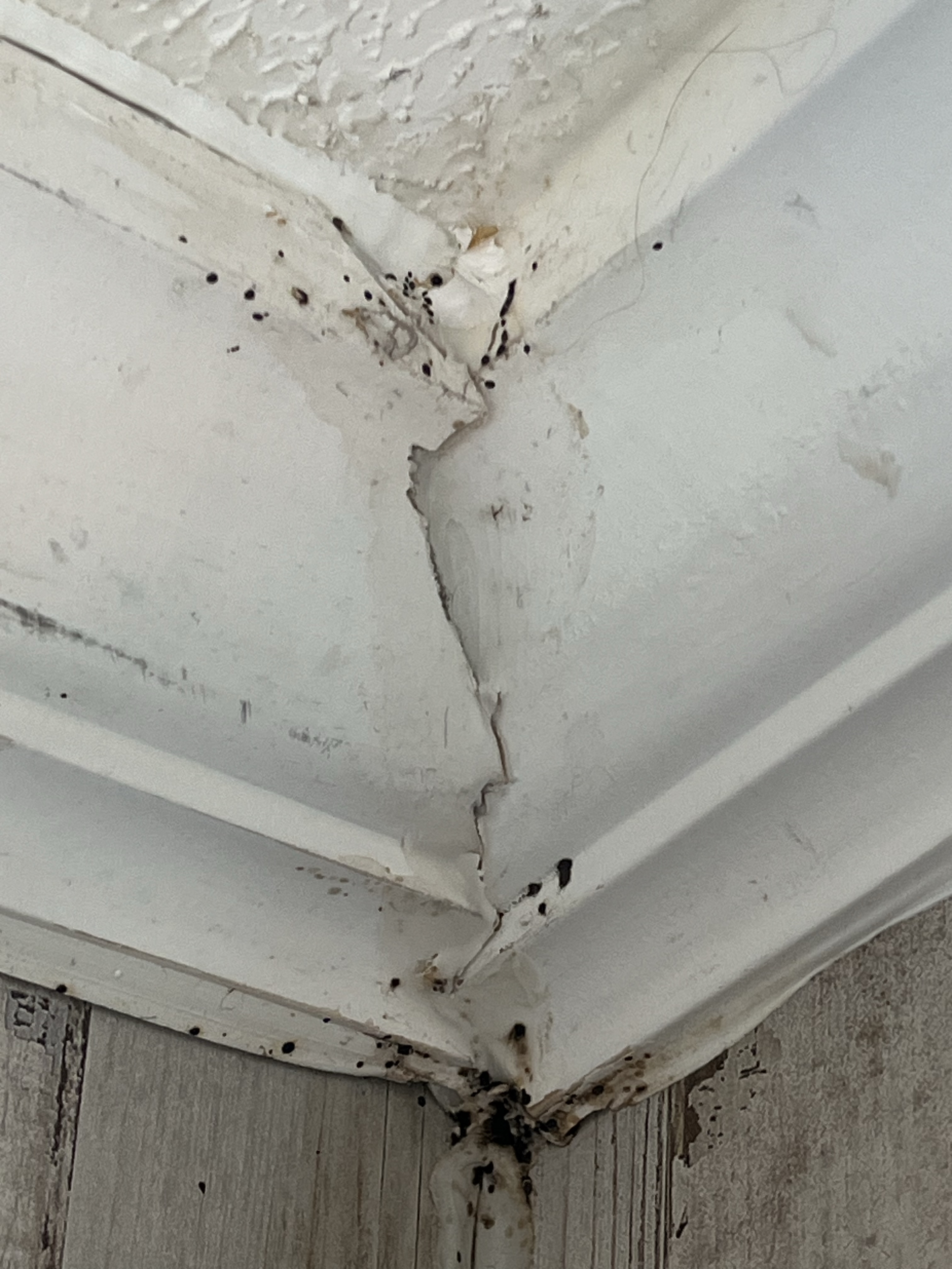 Bed bug service in Sparta, TN photo 1