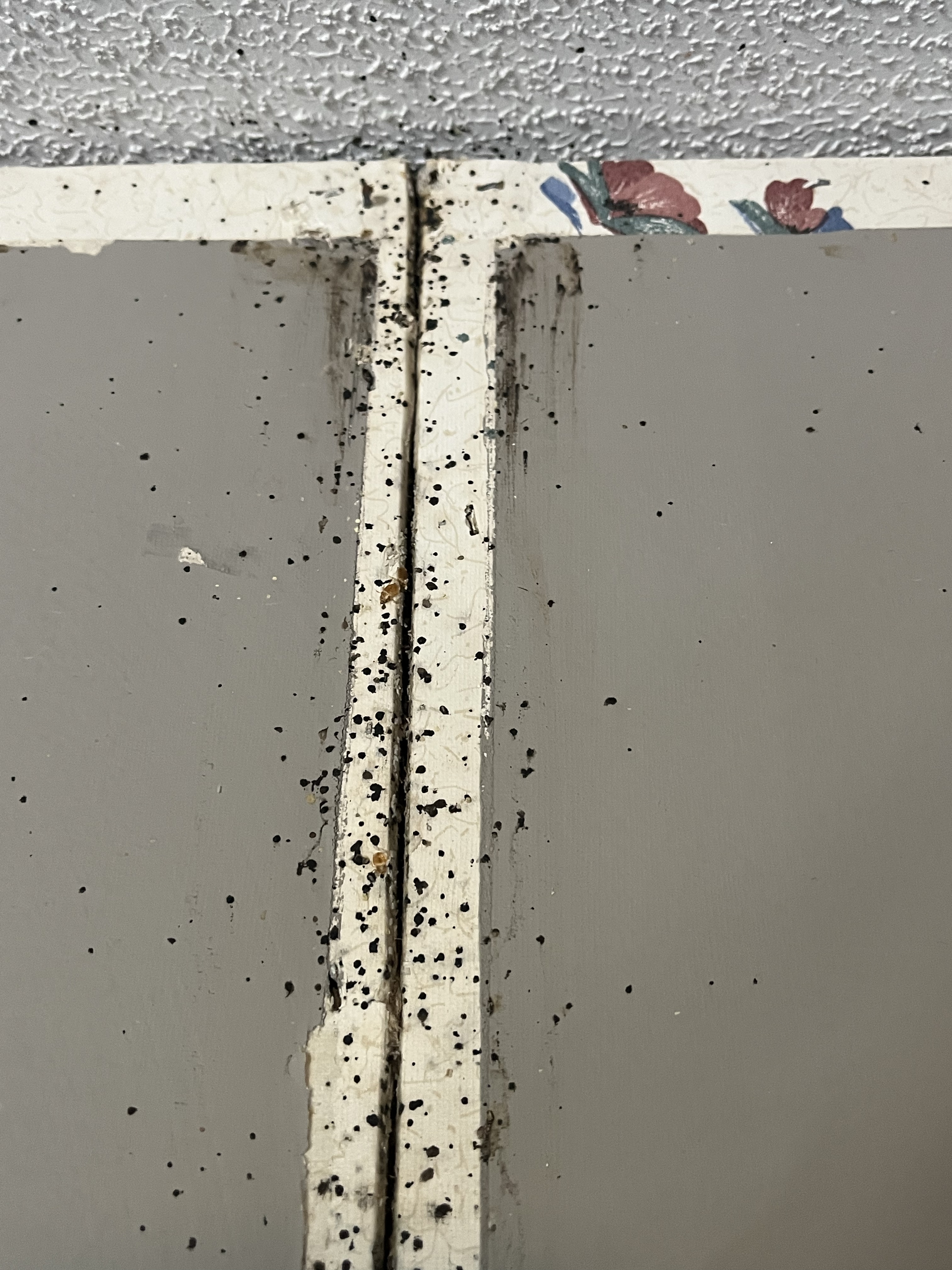 Bed bug service in Sparta, TN photo 2