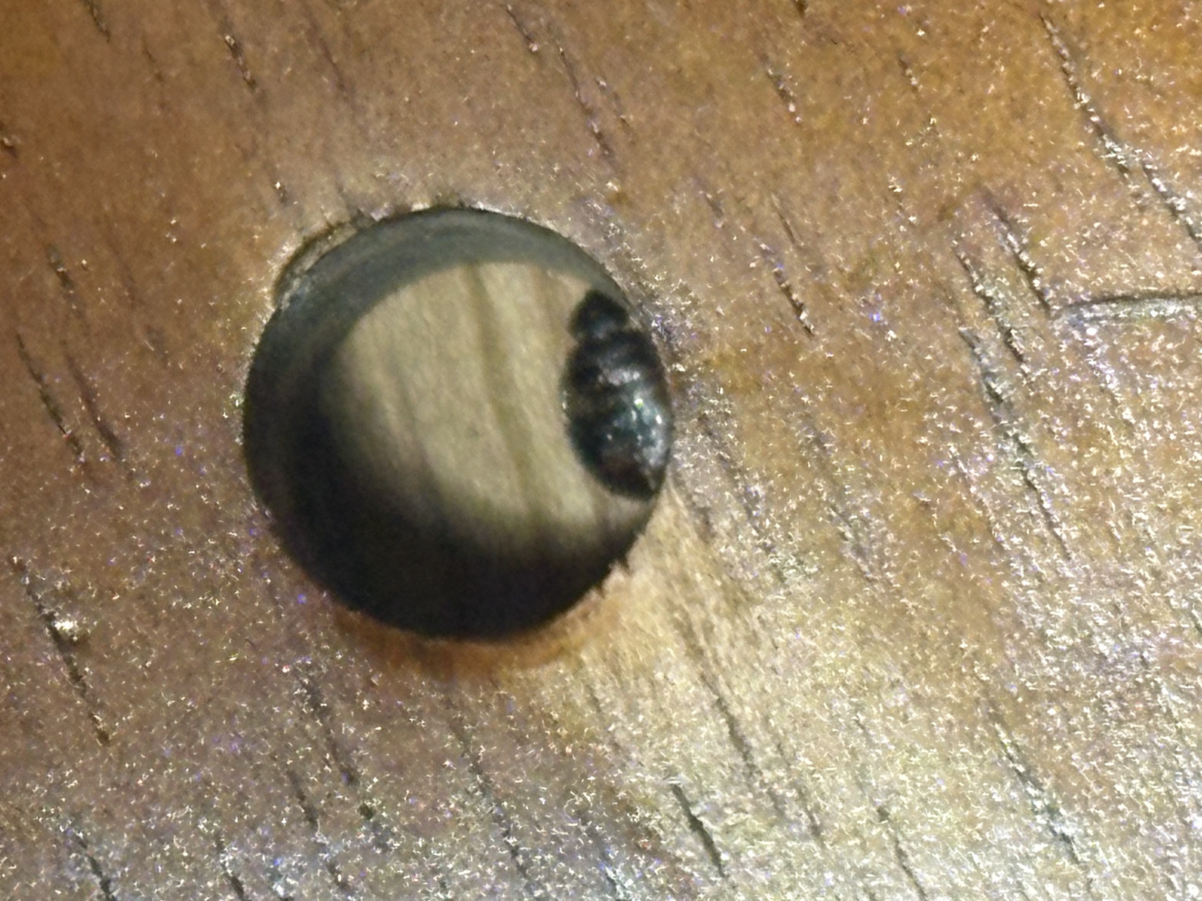 Bed bug service in Murfreesboro, TN photo 2