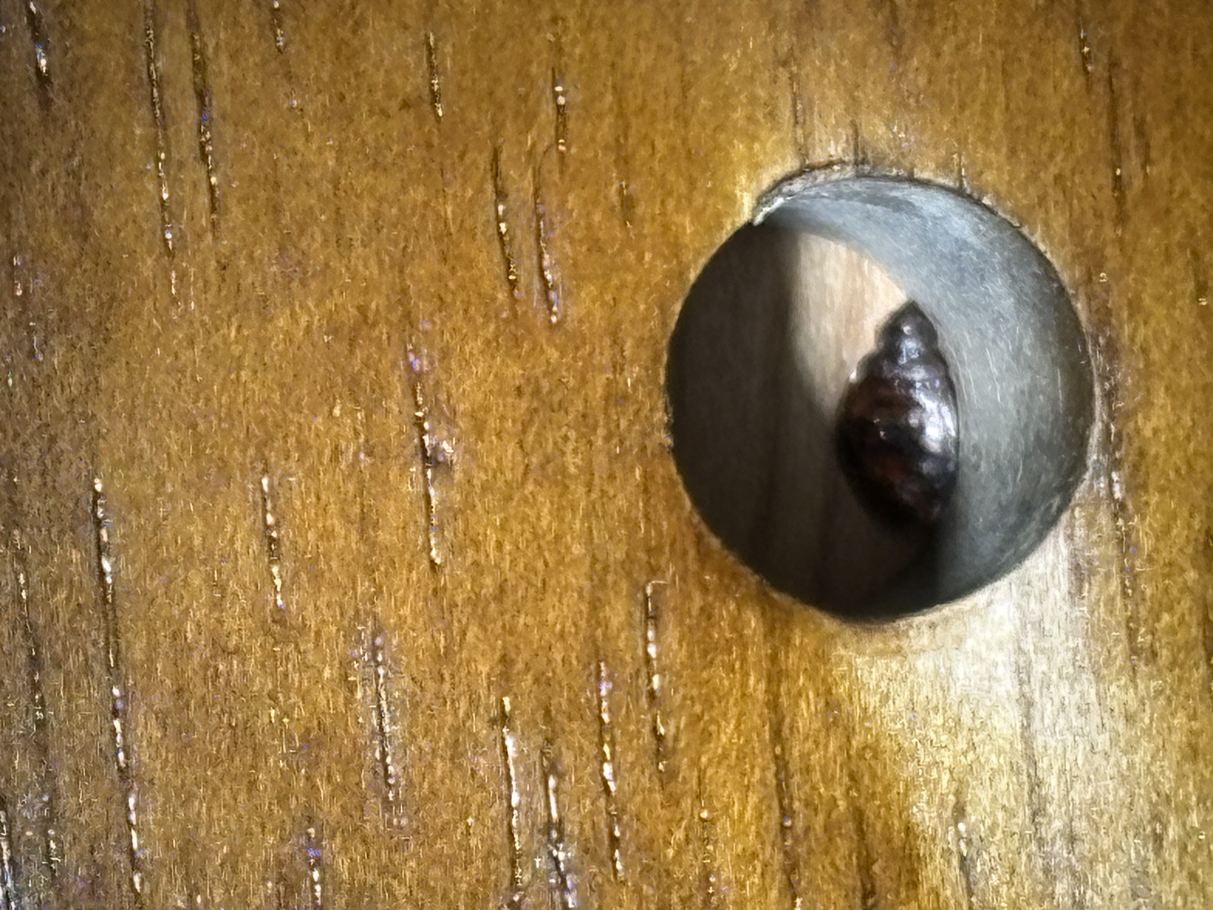 Bed bug service in Murfreesboro, TN photo 3