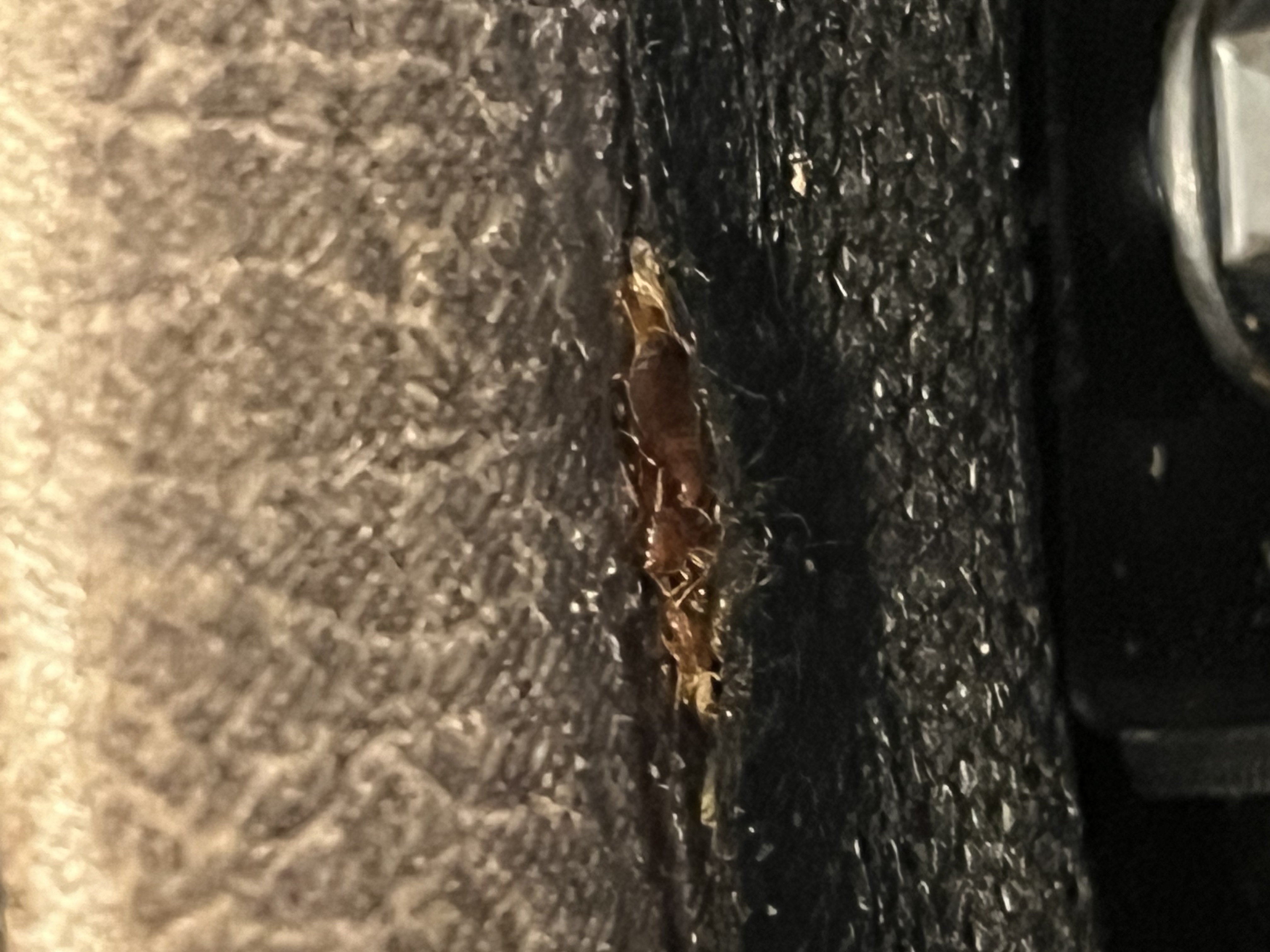 Bed bug service in Portland, TN main photo