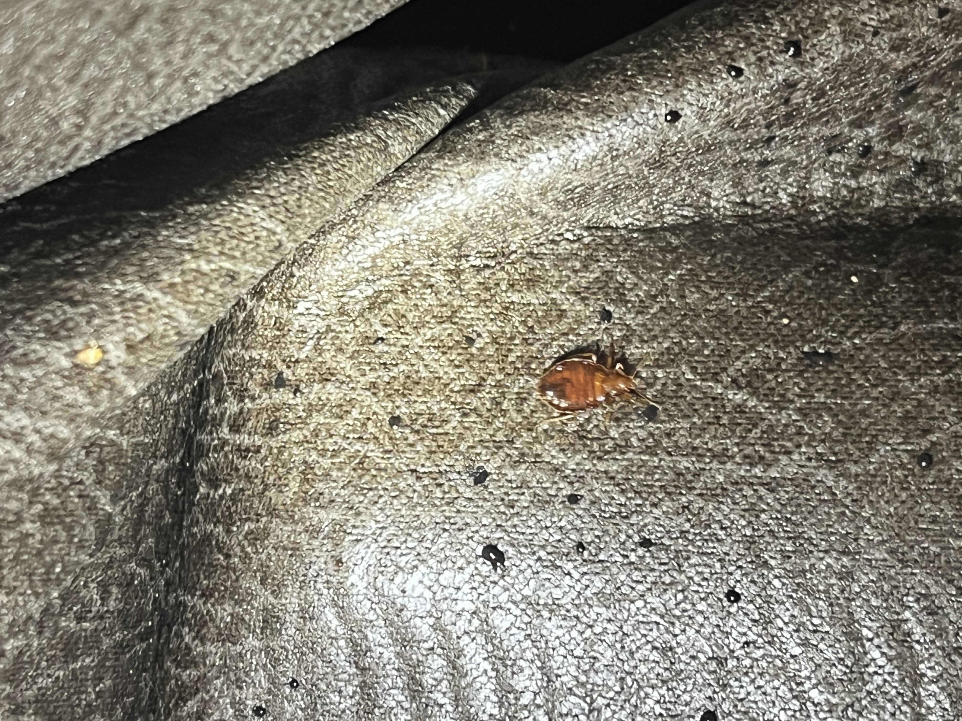 Bed bug service in Portland, TN photo 3