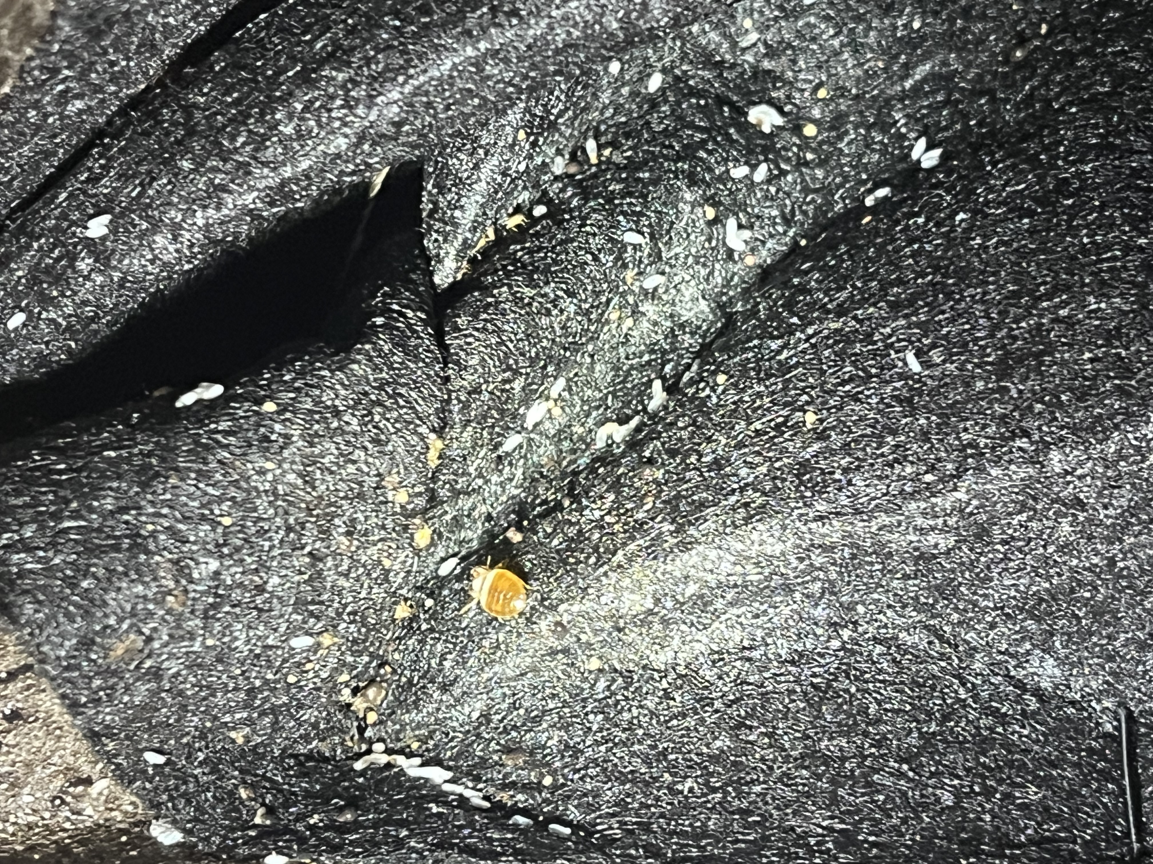 Bed bug service in Portland, TN photo 4