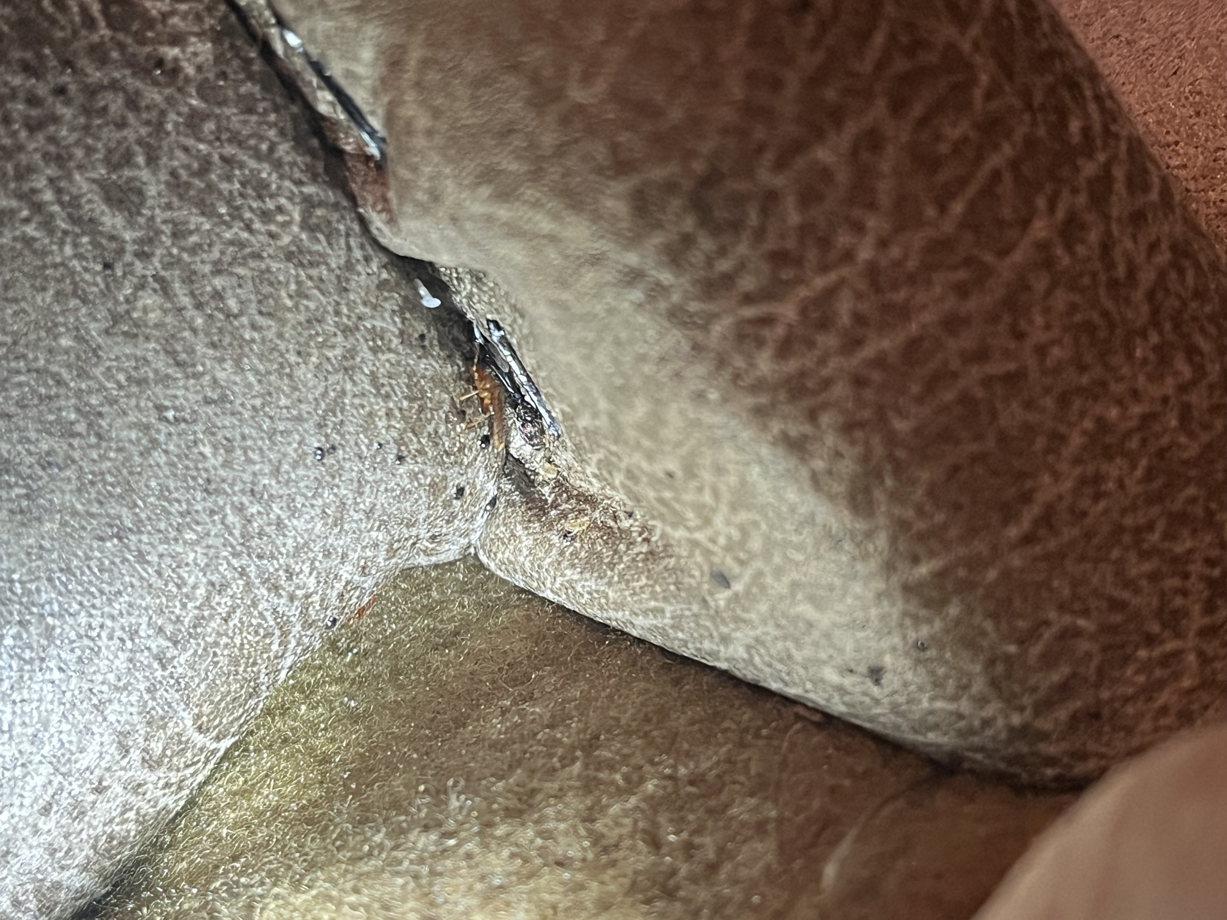 Bed bug service in Portland, TN photo 5