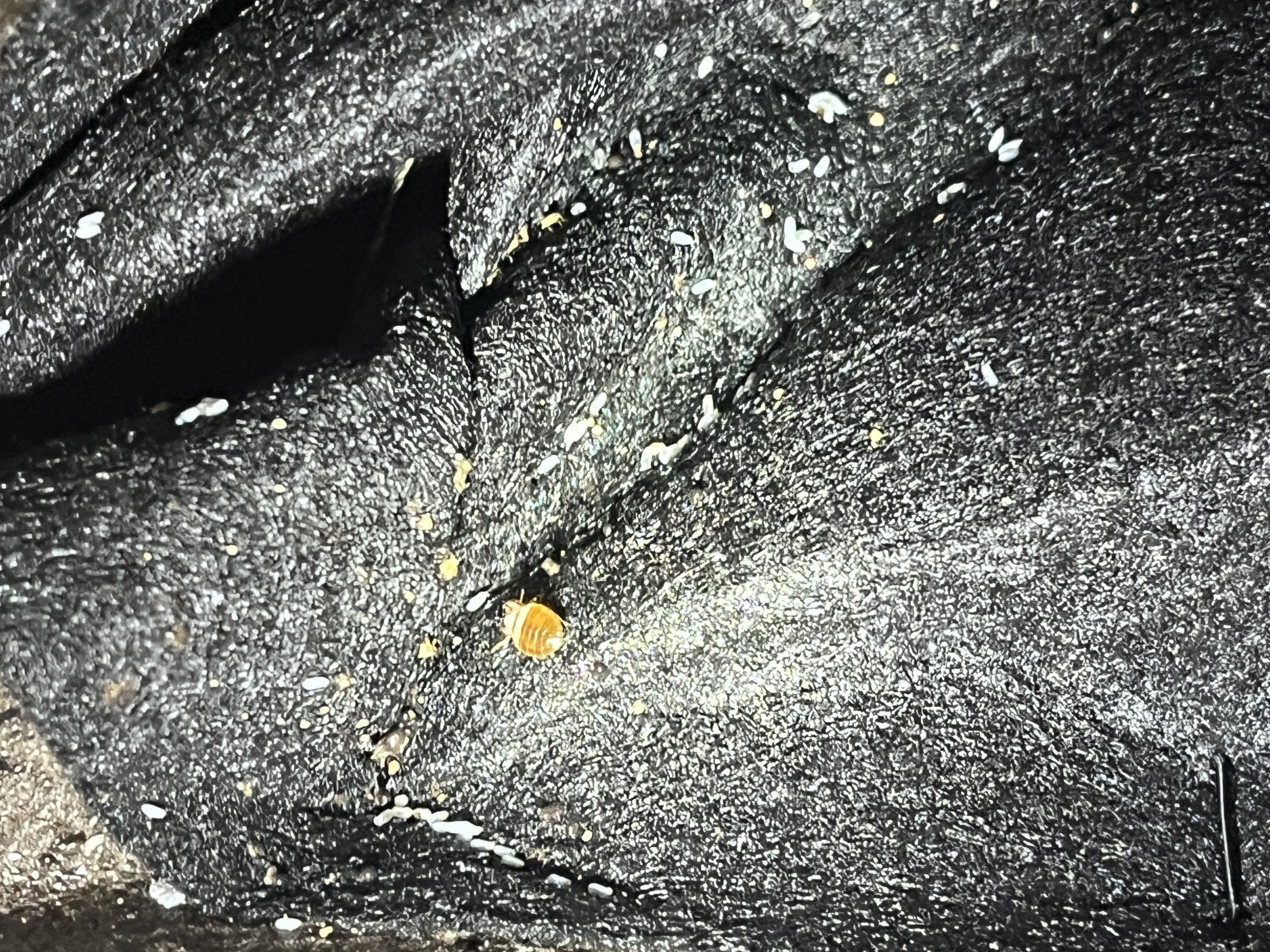 Bed bug service in Portland, TN photo 6