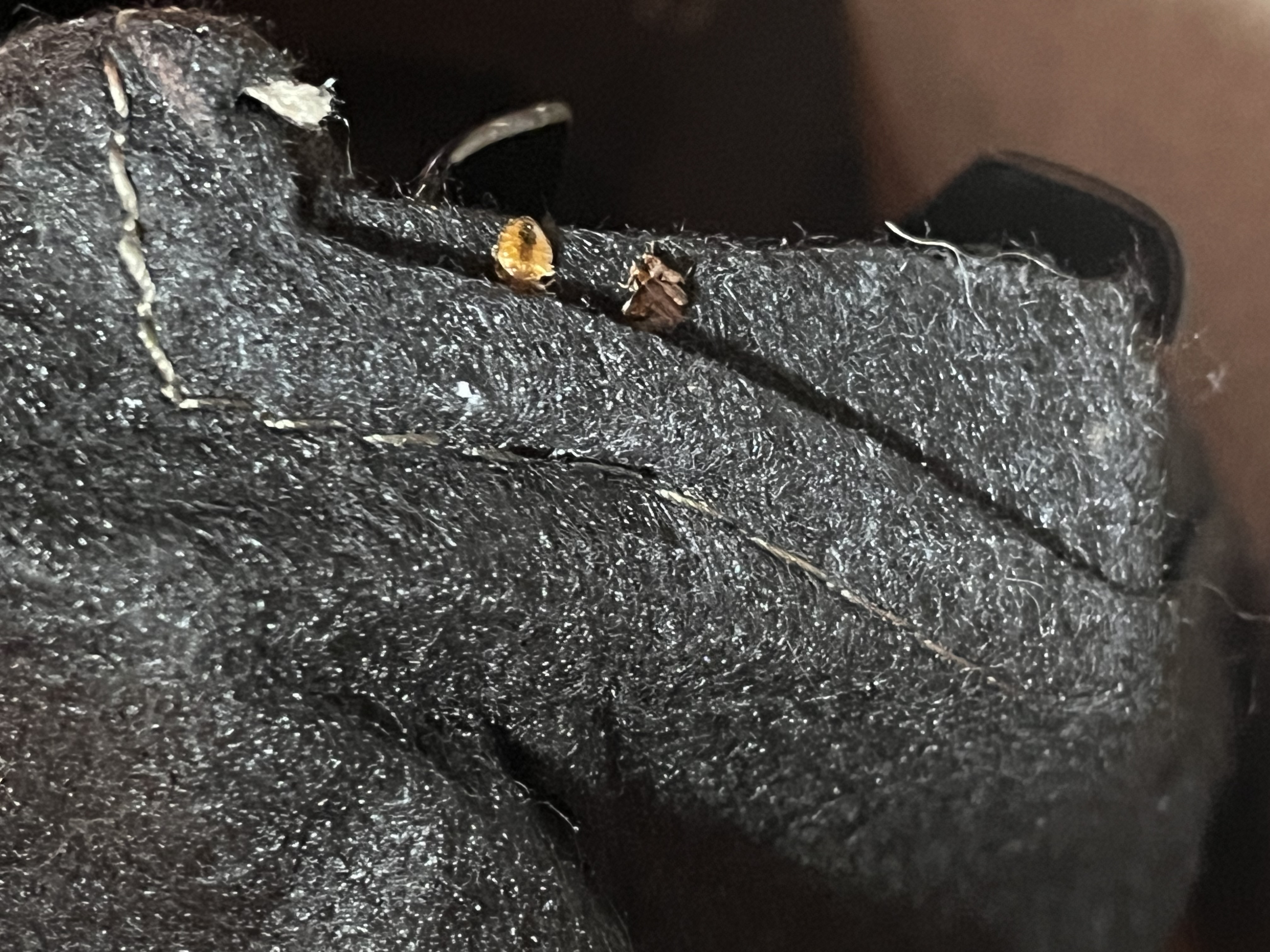 Bed bug service in Portland, TN photo 7