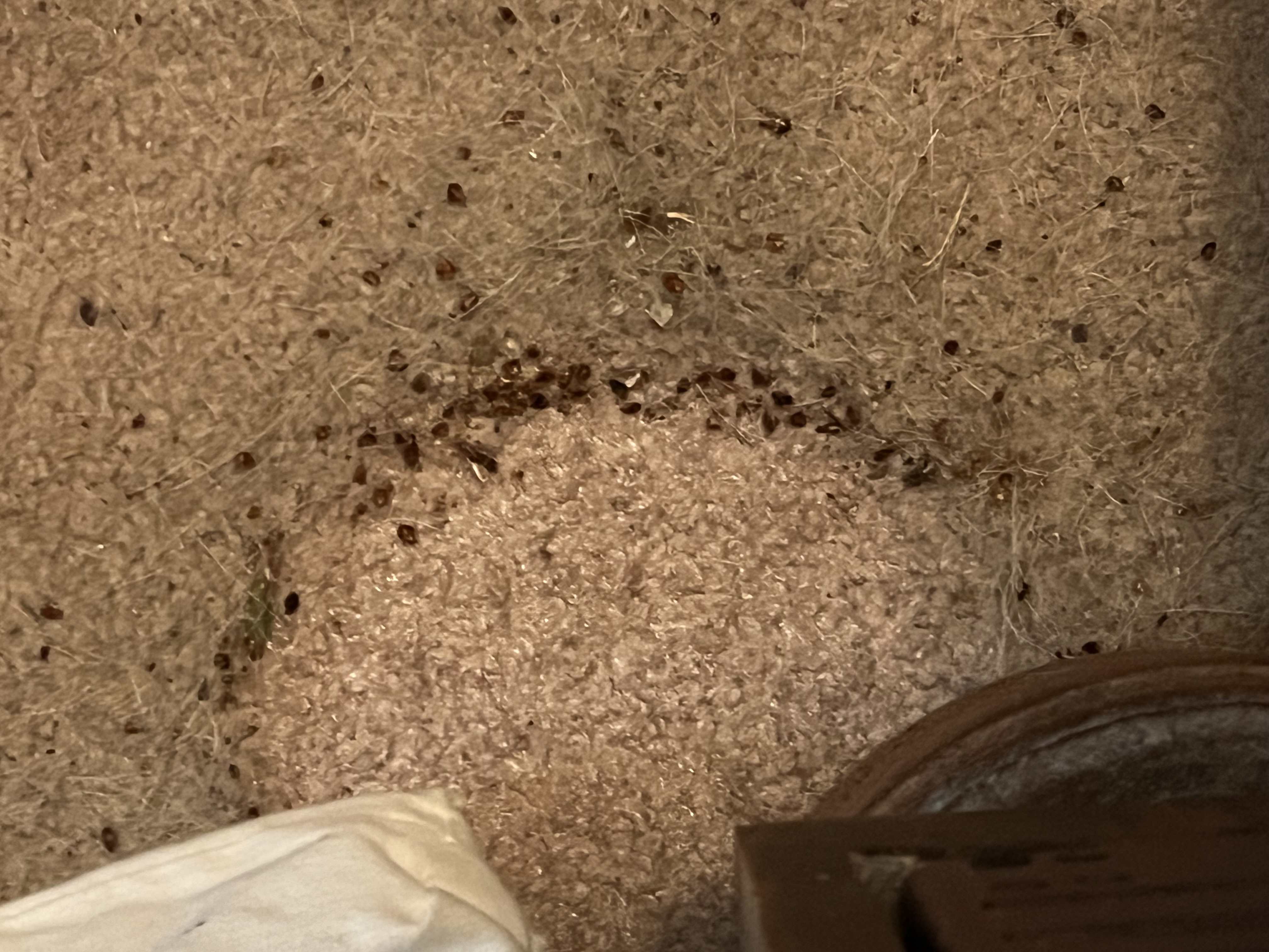 Bed bug service in Gallatin, TN photo 11