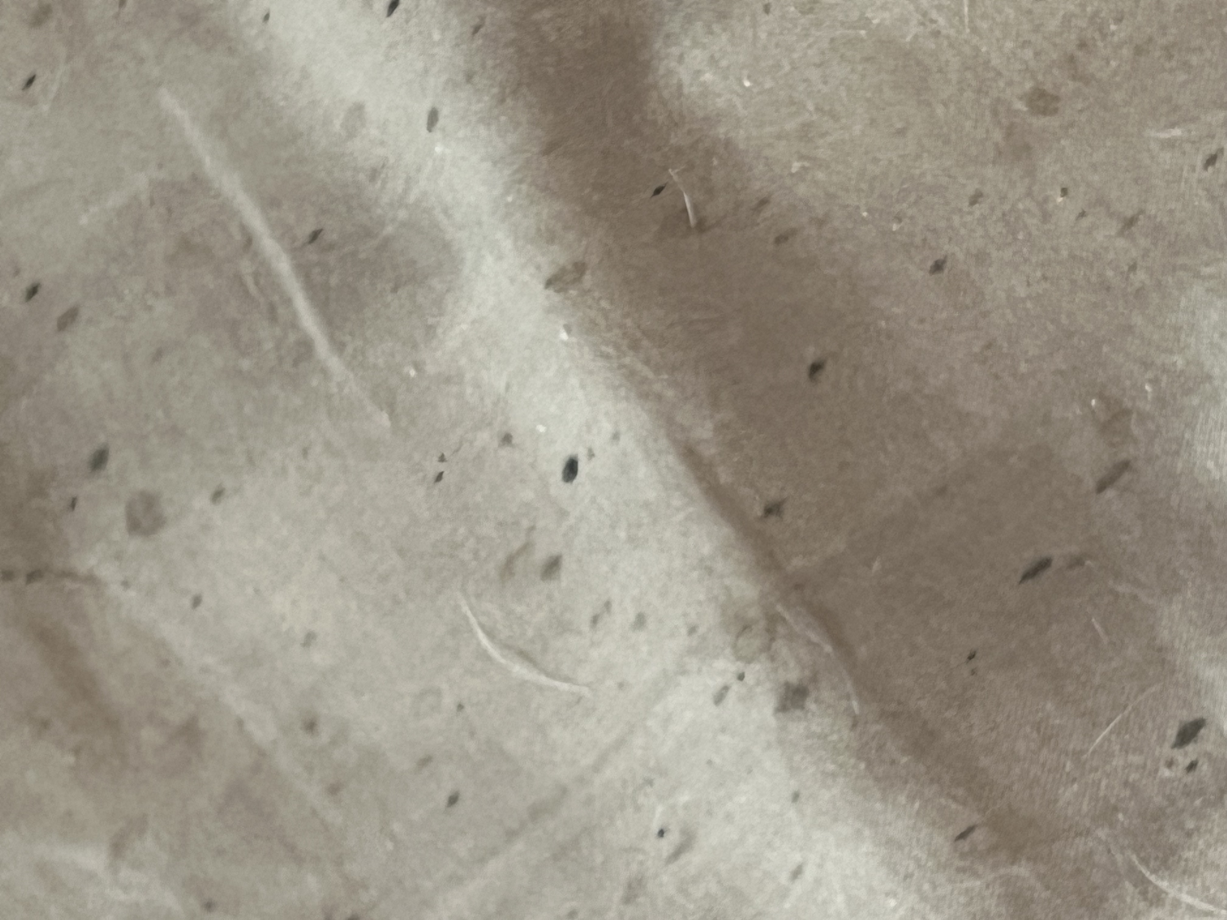 Bed bug service in Gallatin, TN photo 3