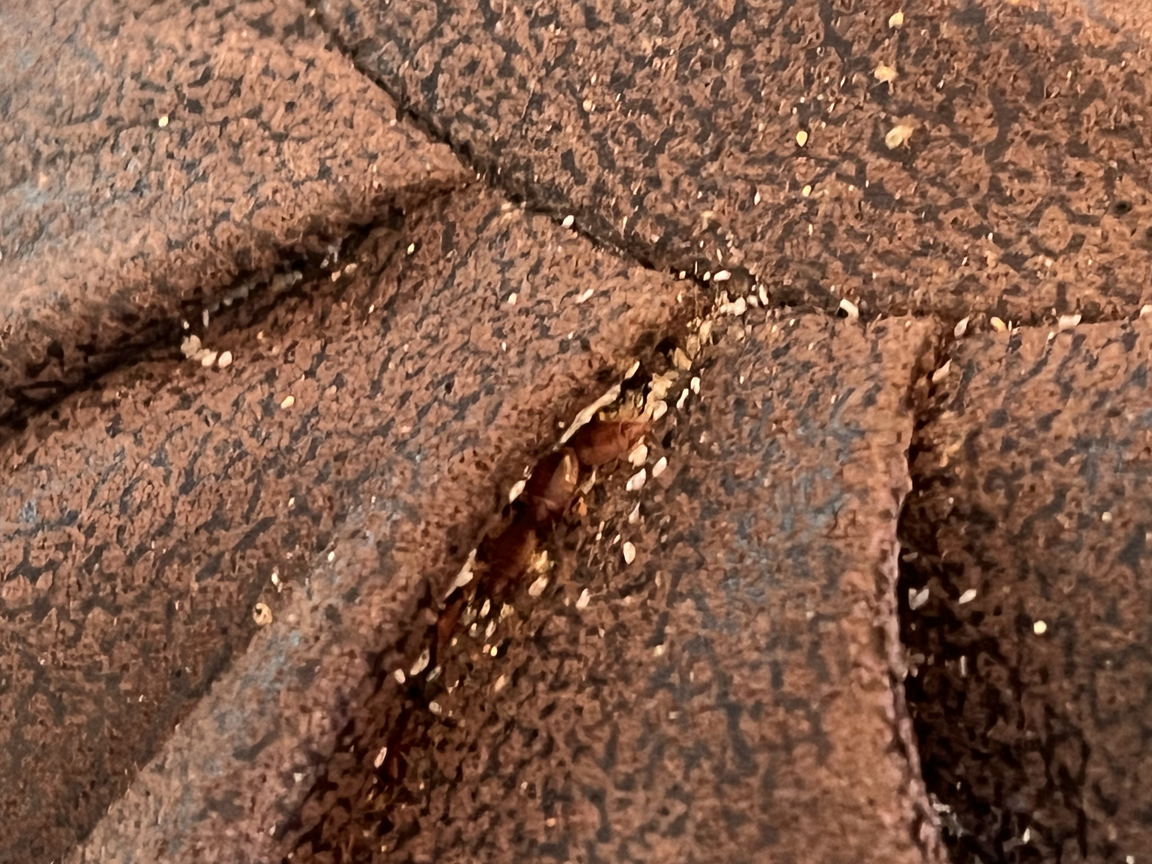 Bed bug service in Gallatin, TN photo 4