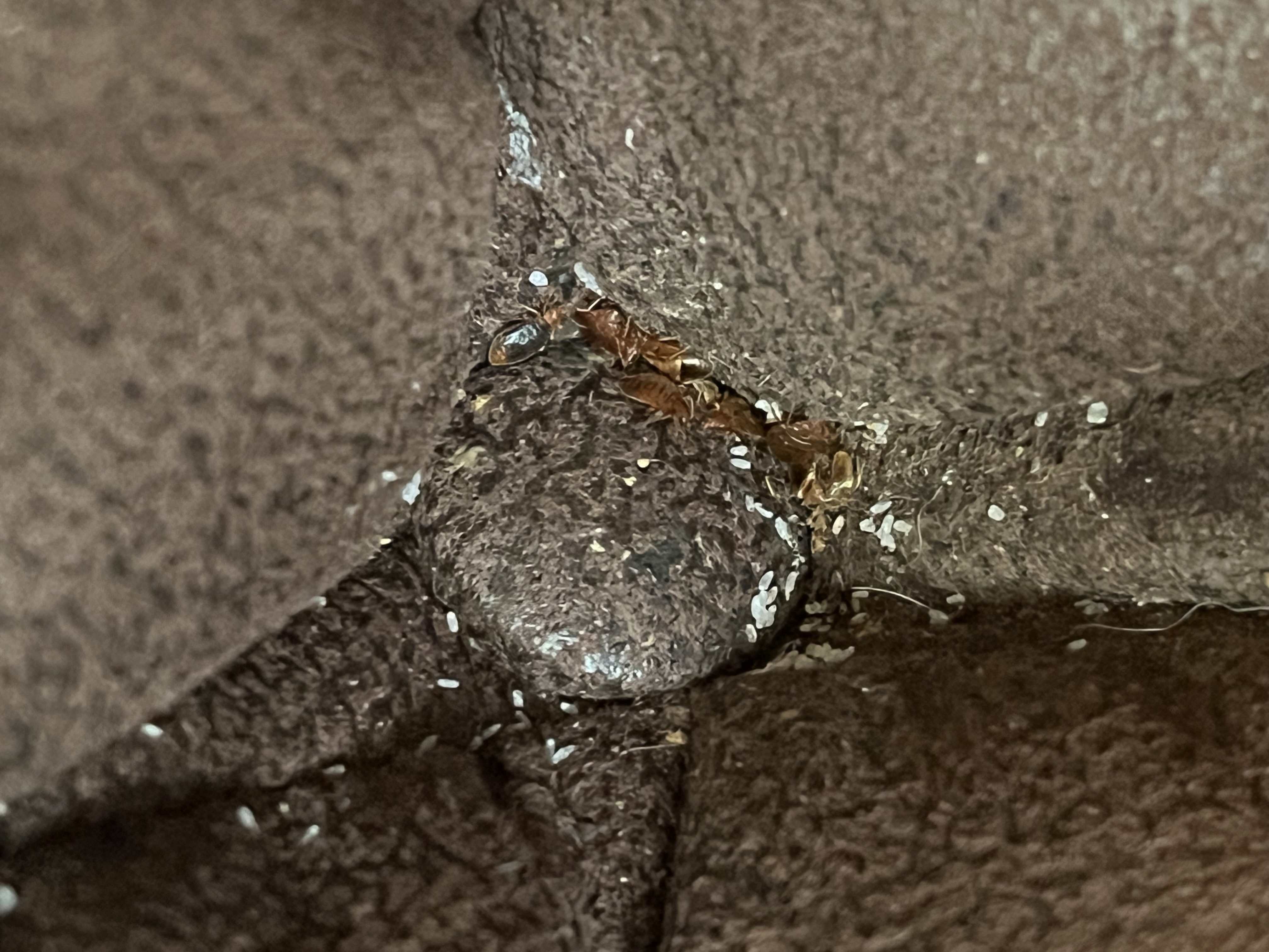 Bed bug service in Gallatin, TN photo 5