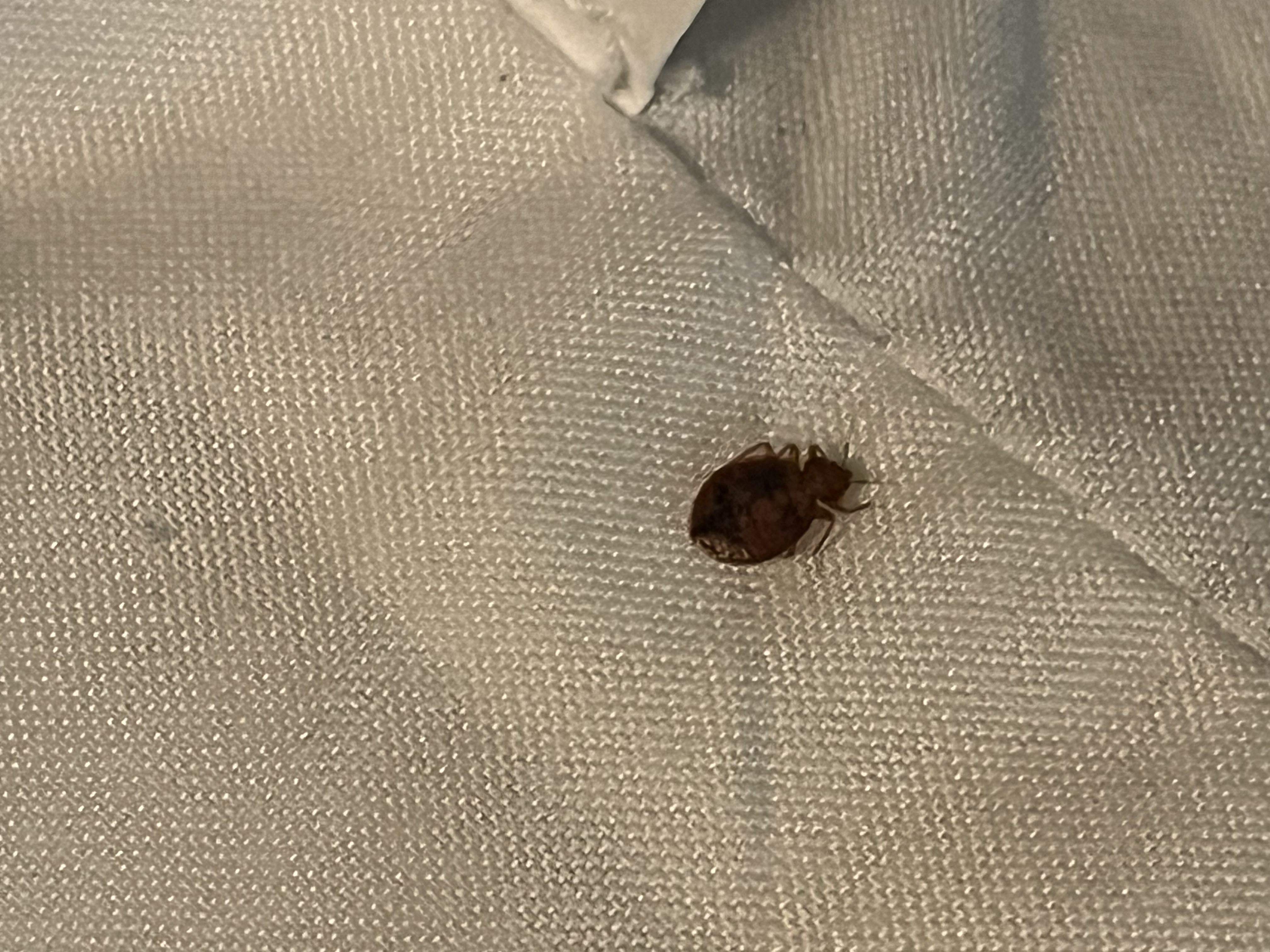 Bed bug service in Gallatin, TN photo 6
