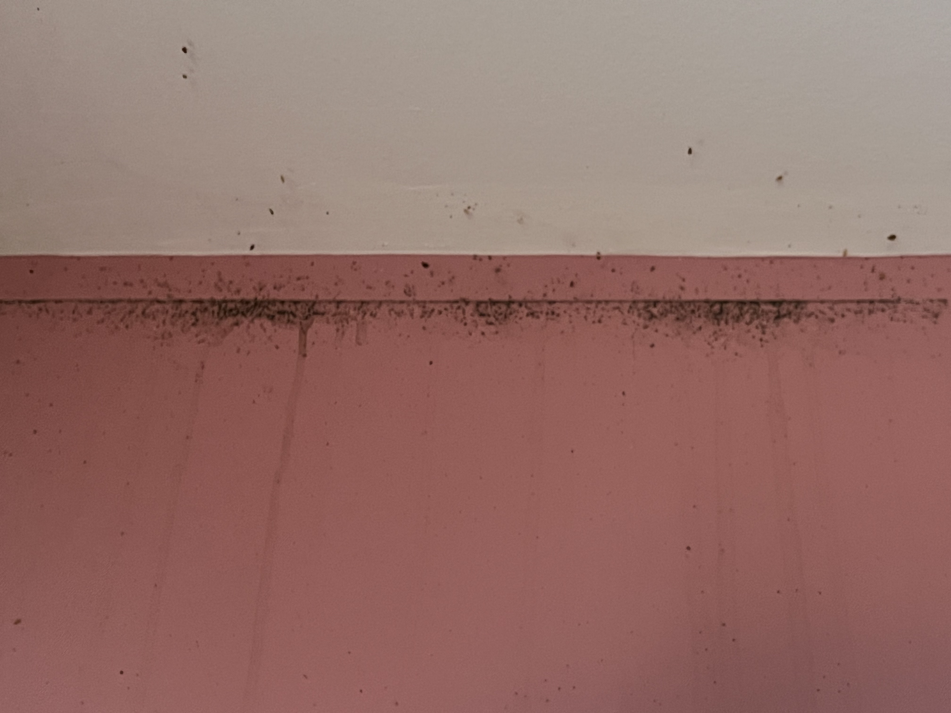 Bed bug service in Gallatin, TN photo 9