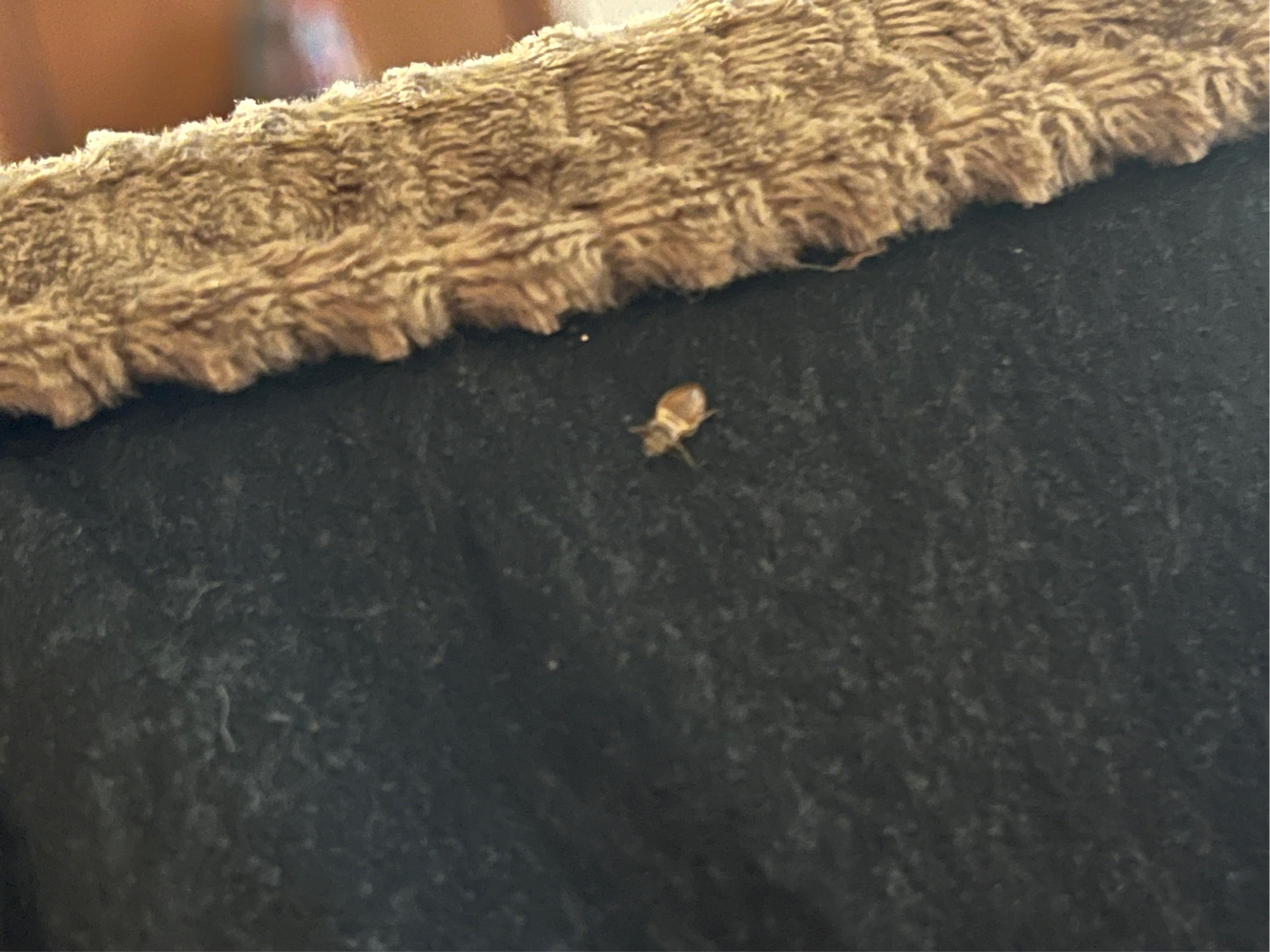 Bed bug service in Hendersonville, TN main photo