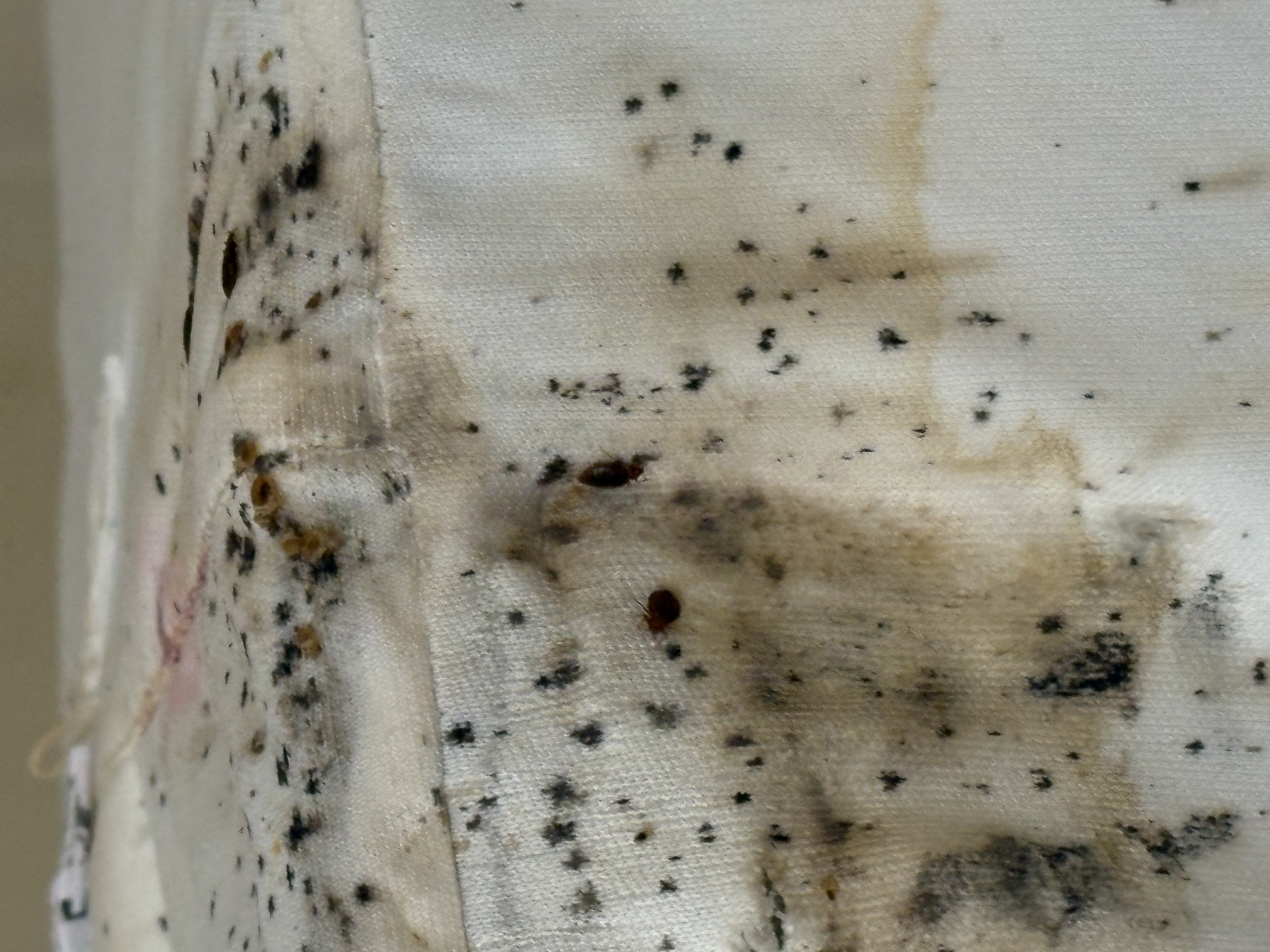 Bed bug service in Shelbyville, TN main photo