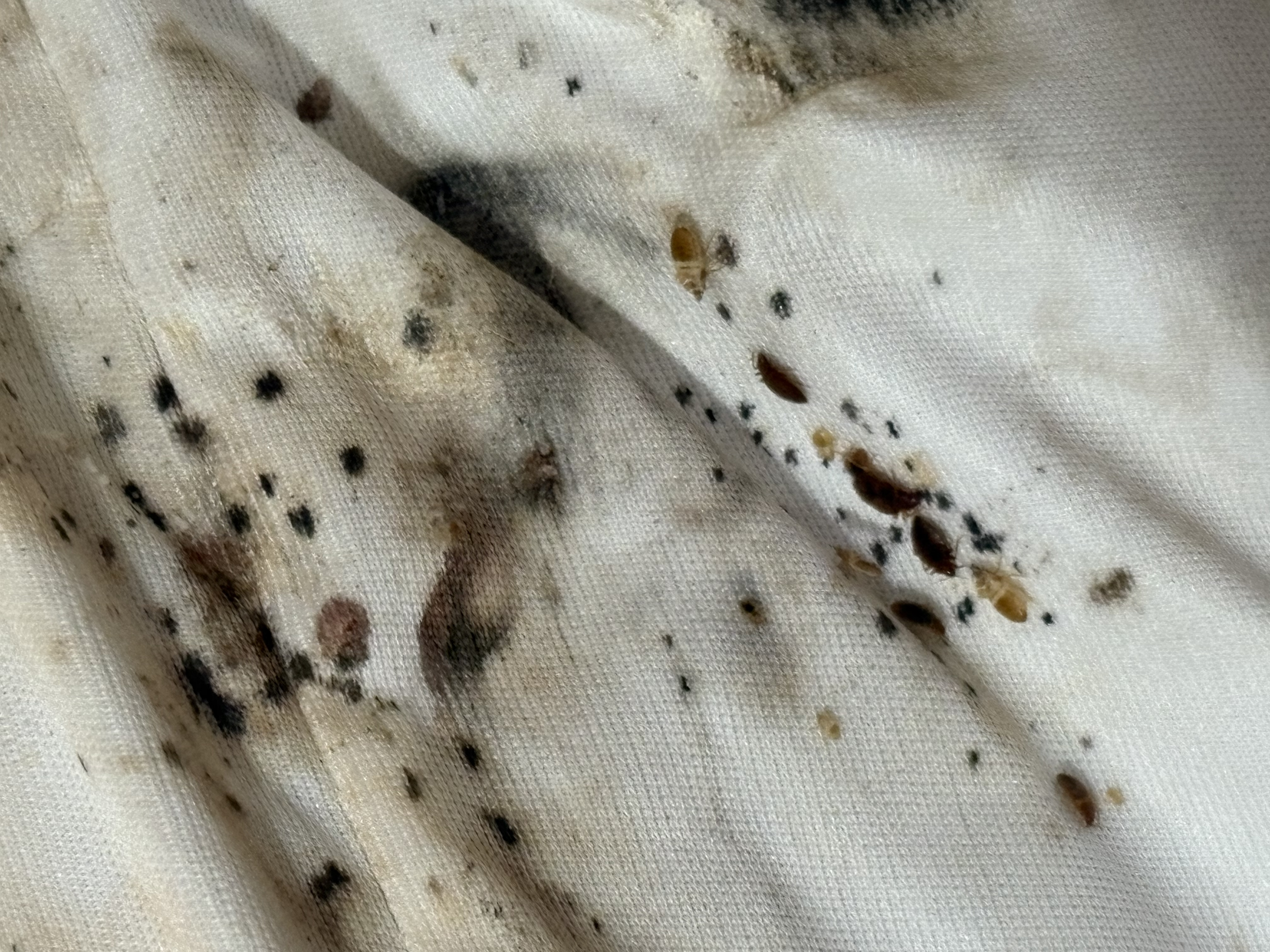 Bed bug service in Shelbyville, TN photo 10