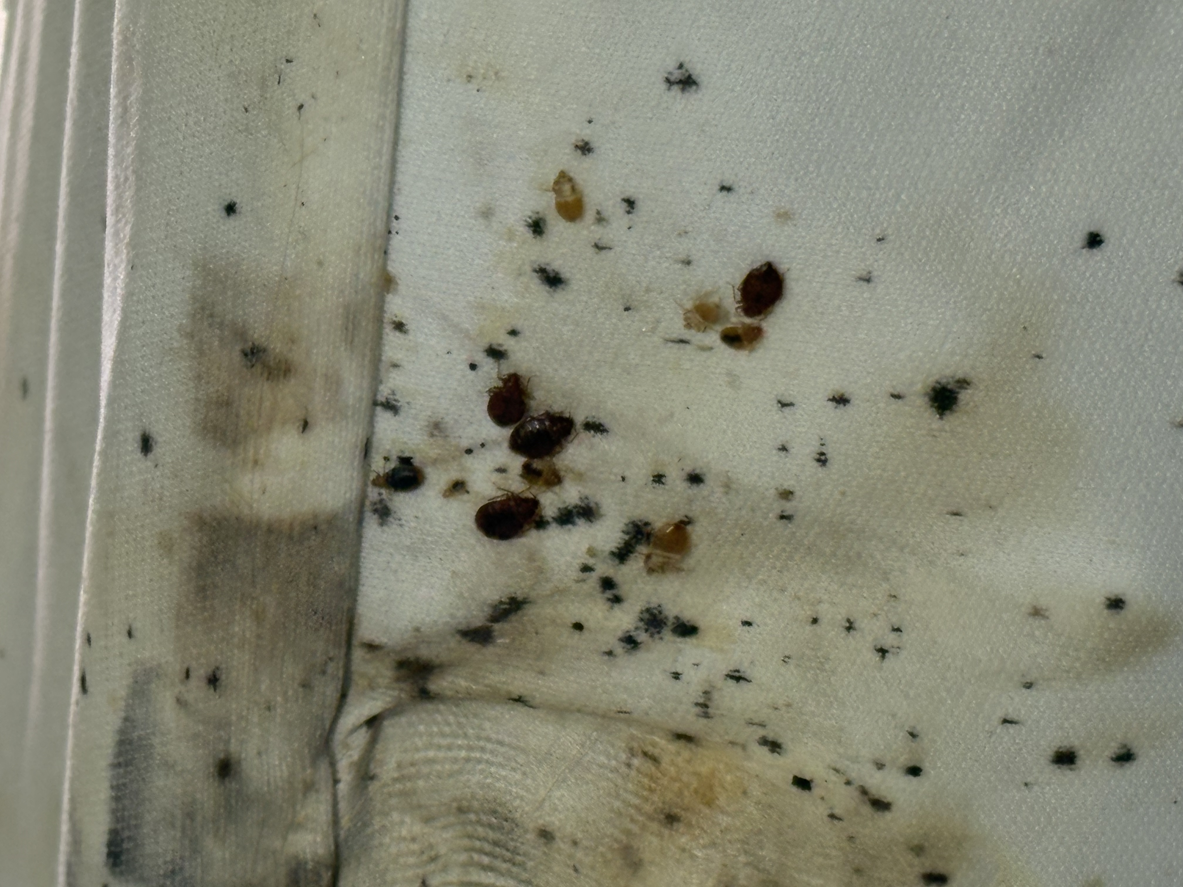 Bed bug service in Shelbyville, TN photo 2
