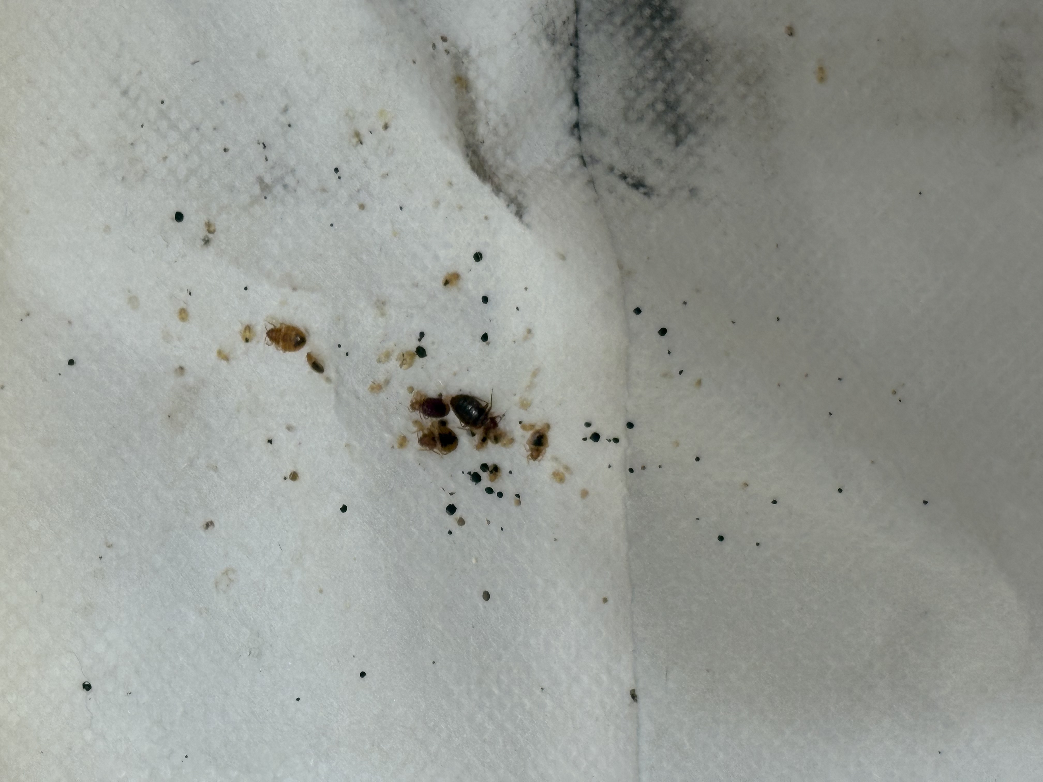 Bed bug service in Shelbyville, TN photo 4