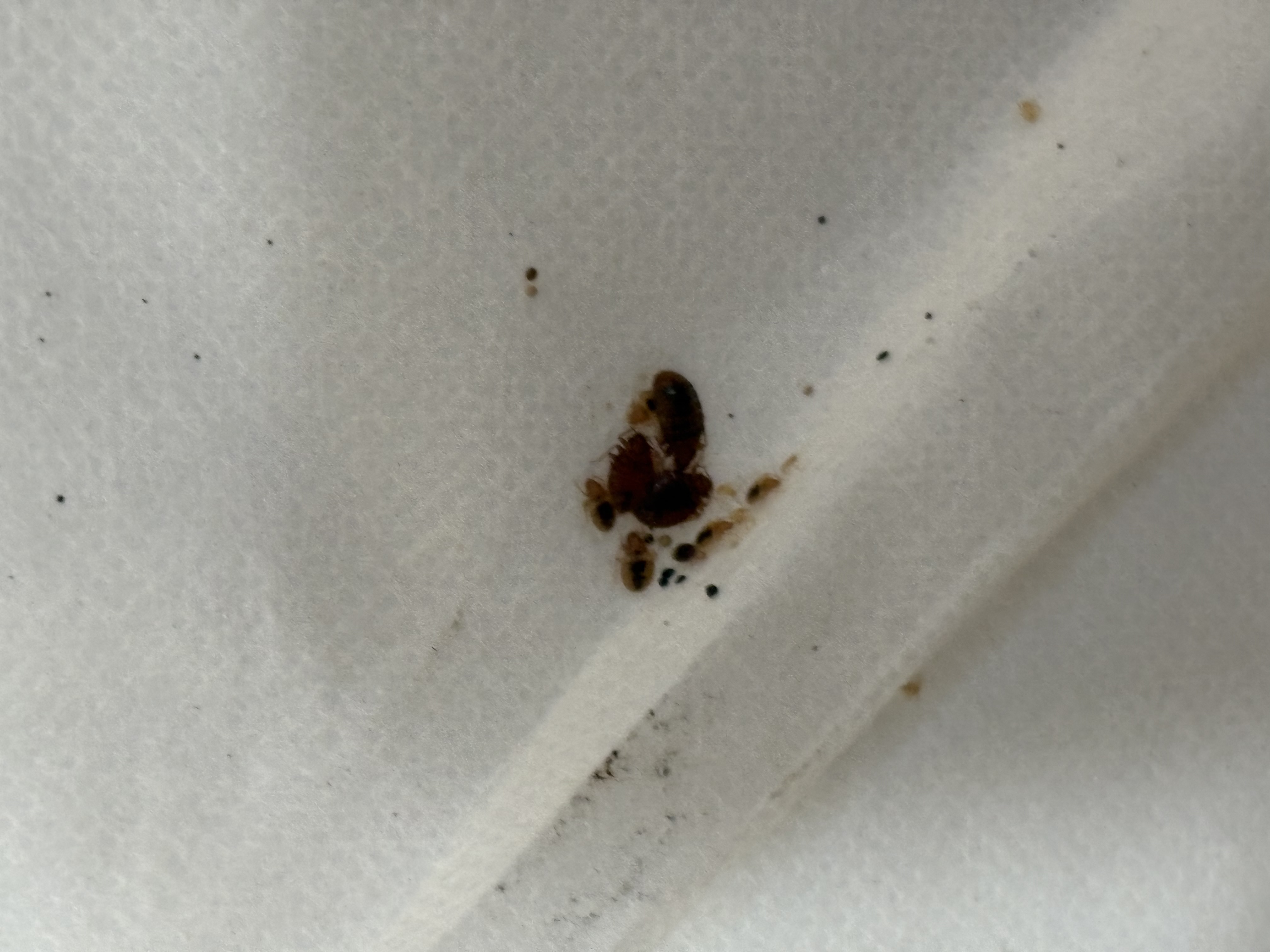 Bed bug service in Shelbyville, TN photo 5