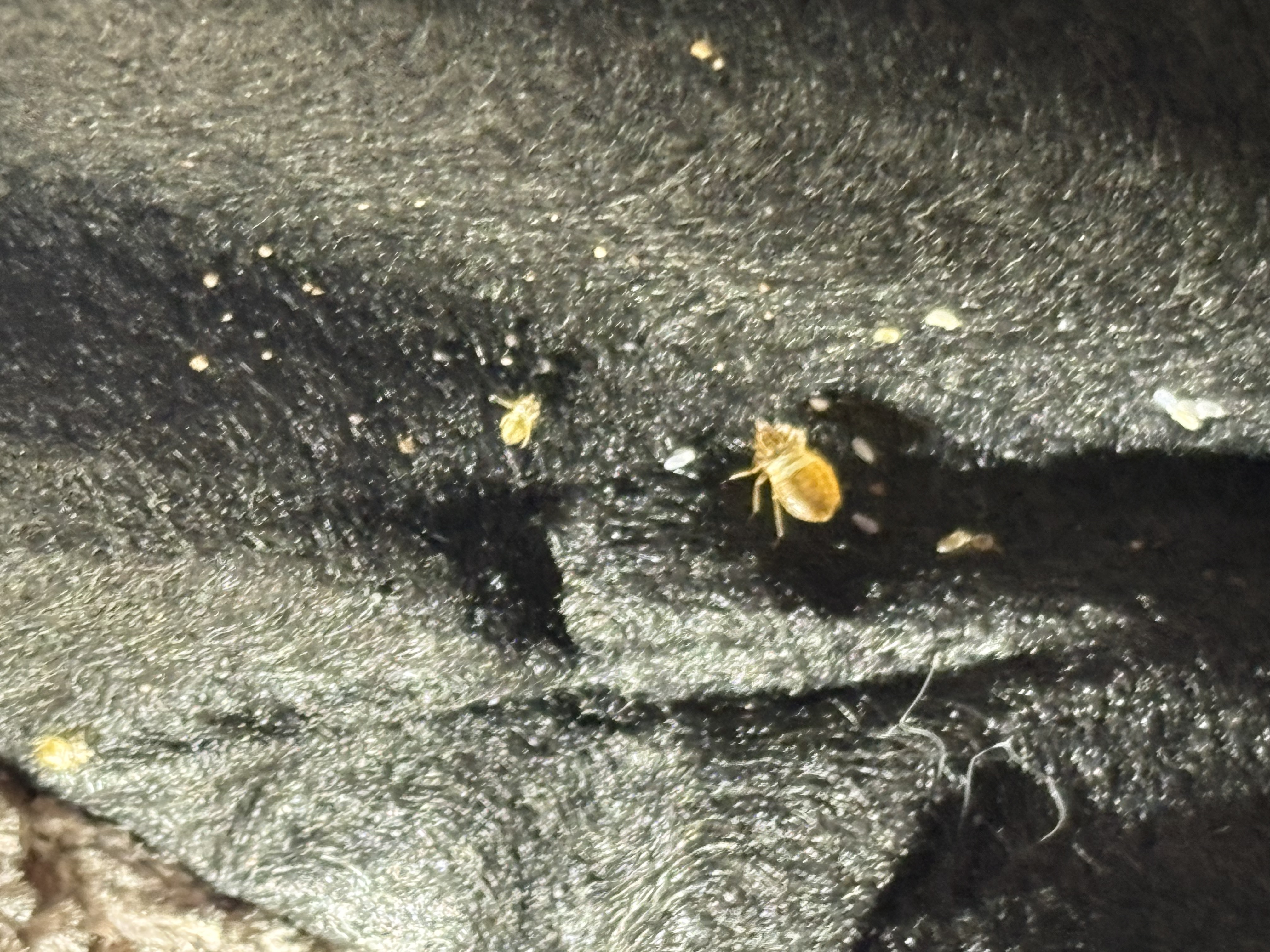 Bed bug service in Shelbyville, TN photo 6