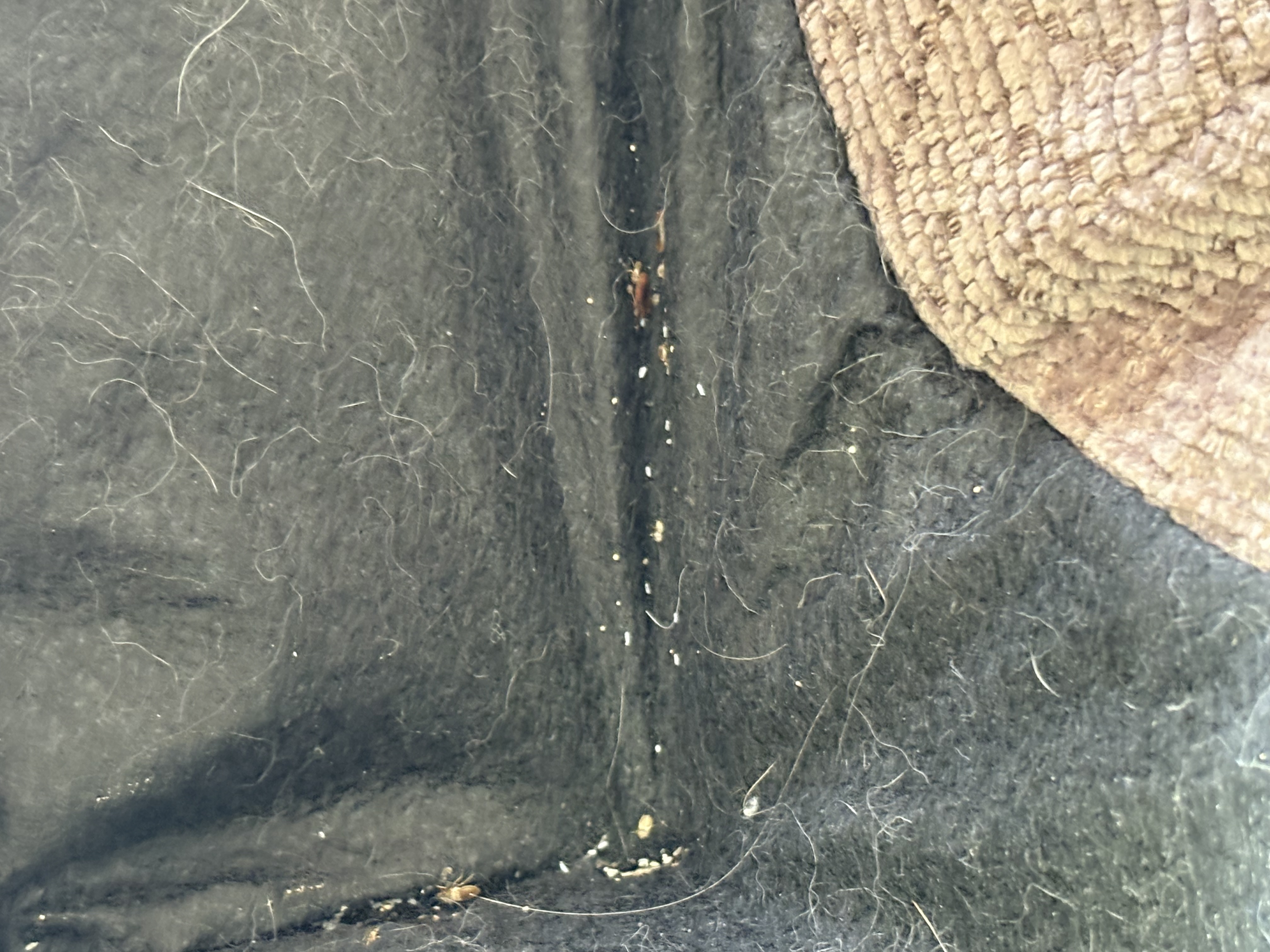 Bed bug service in Shelbyville, TN photo 8