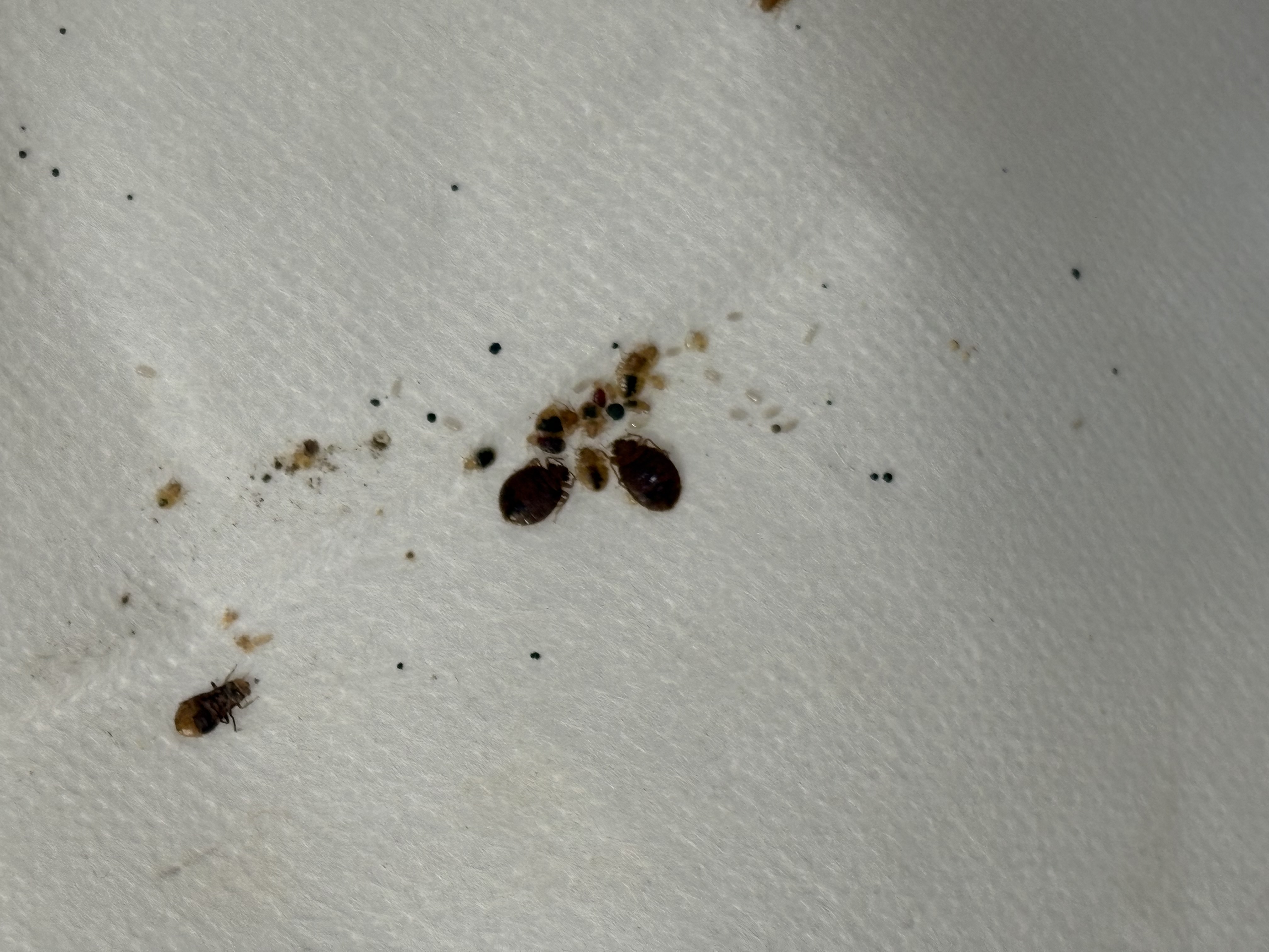 Bed bug service in Shelbyville, TN photo 9