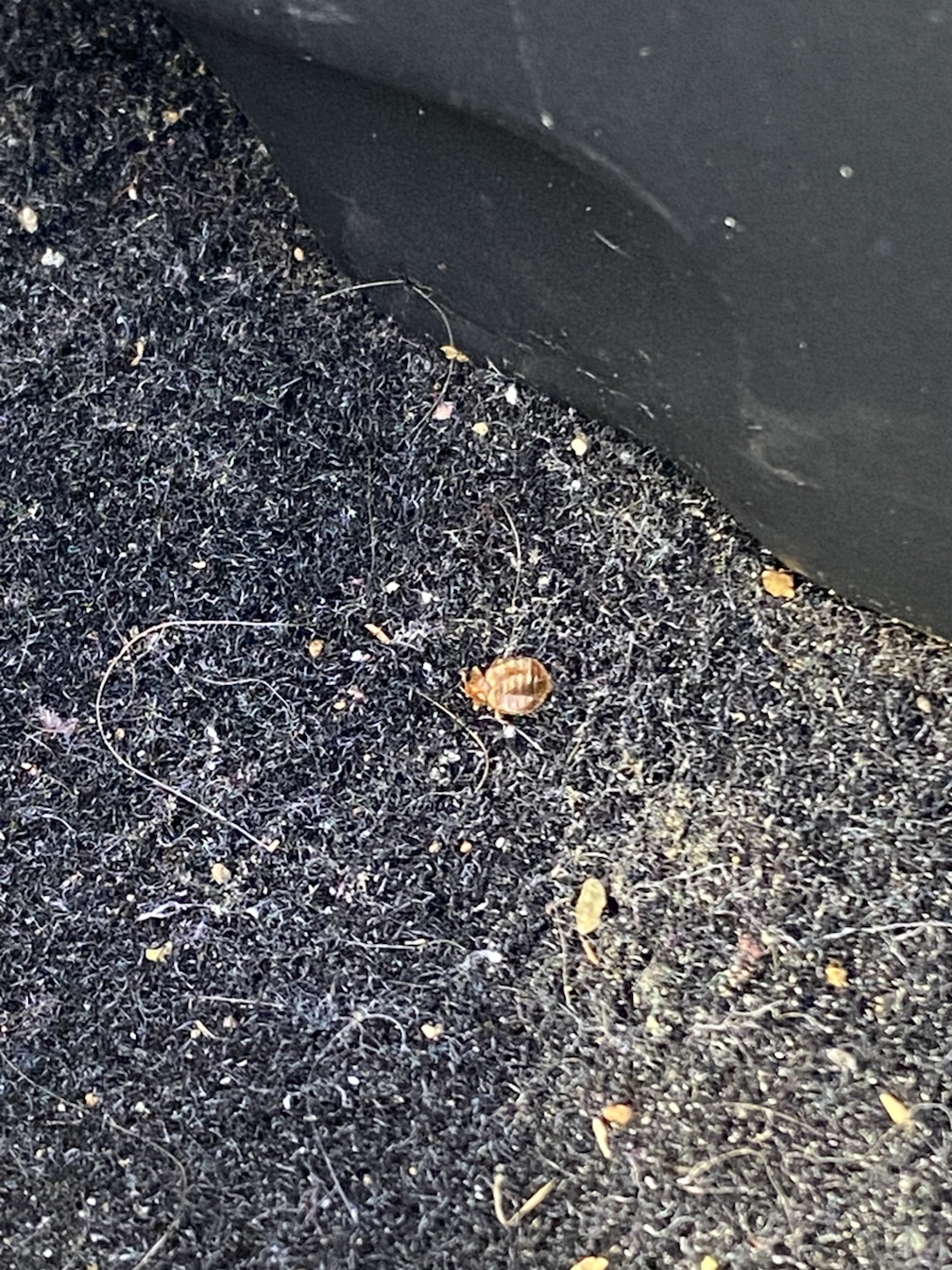 Bed bug service in La Vergne, TN photo 10