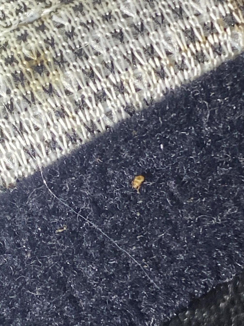 Bed bug service in La Vergne, TN photo 12