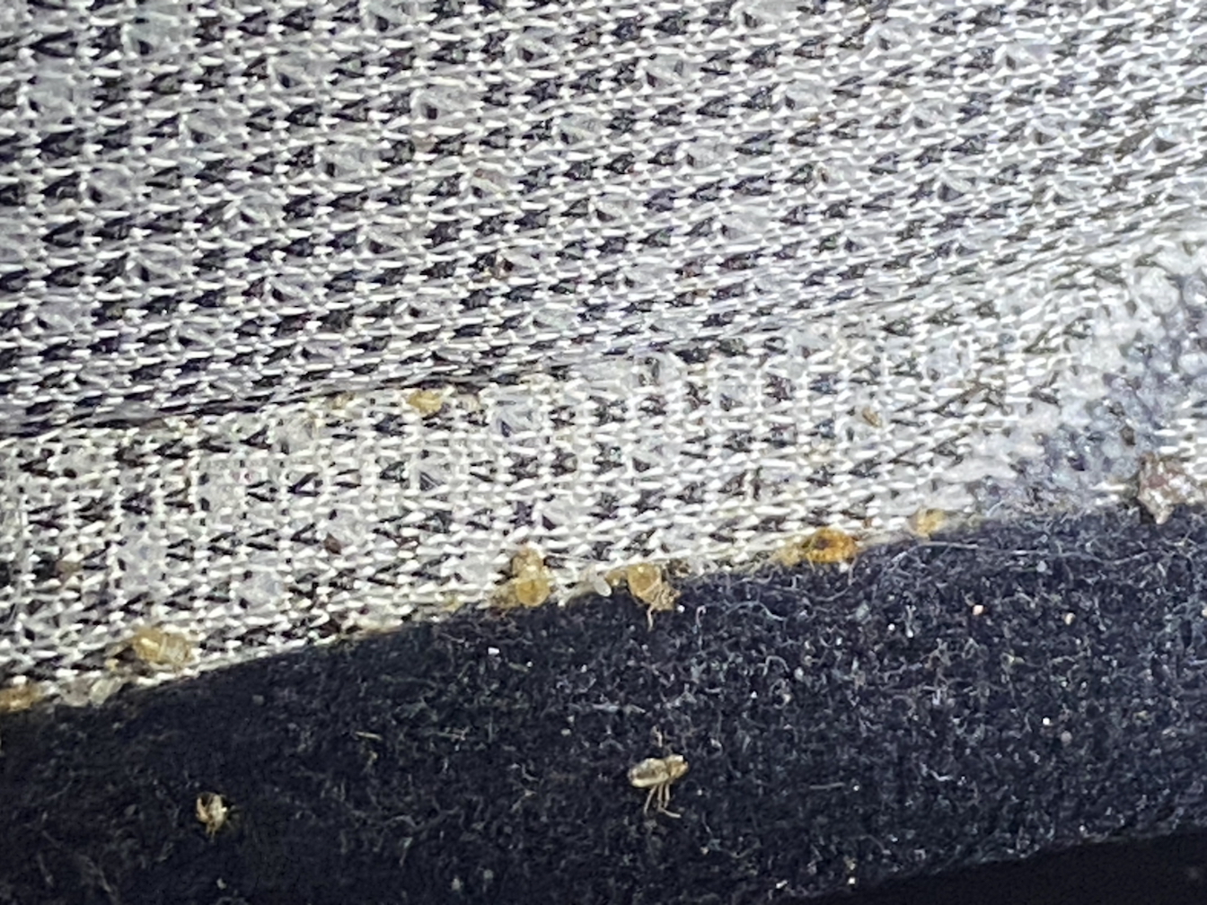 Bed bug service in La Vergne, TN photo 13