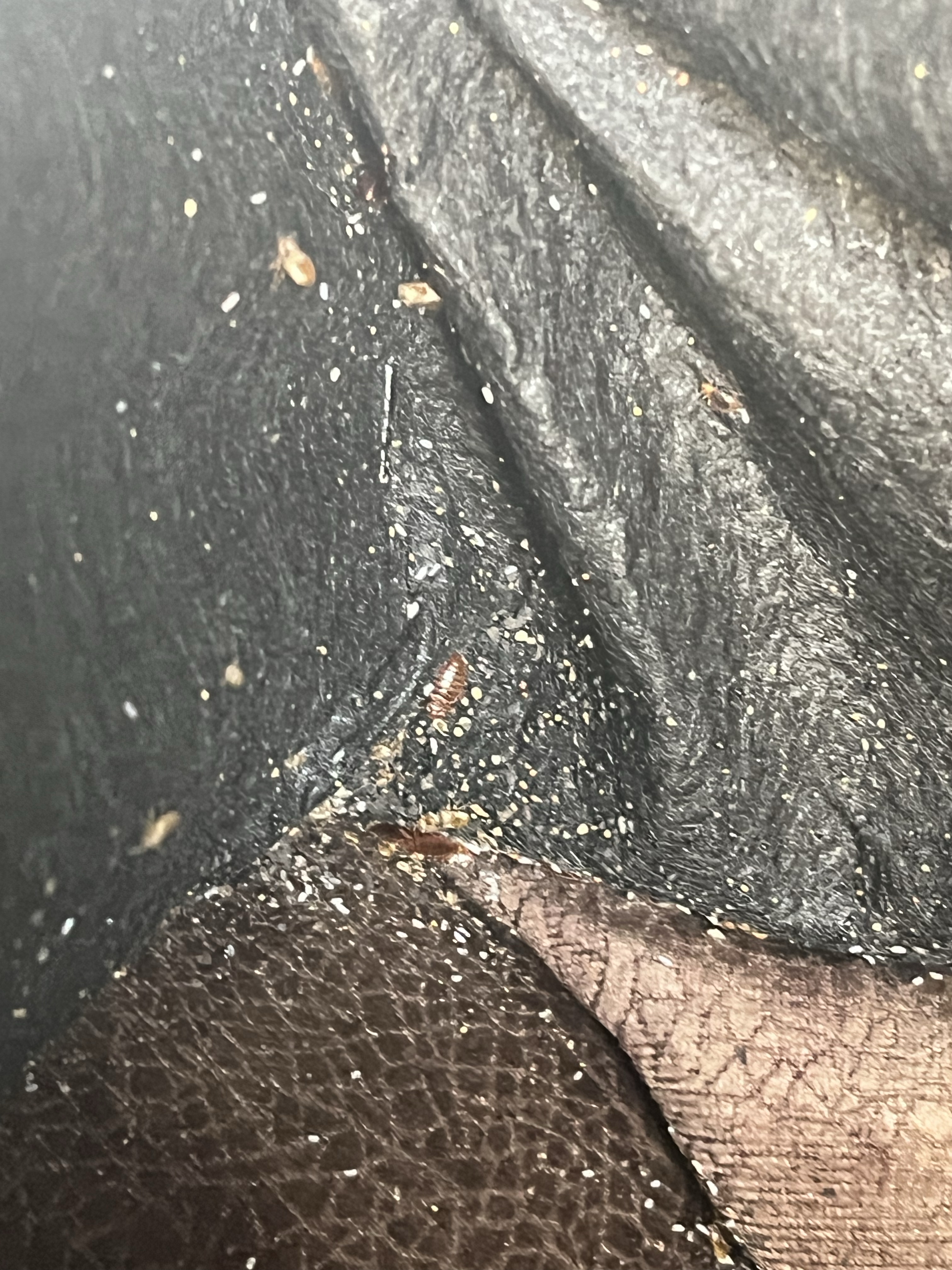 Bed bug service in La Vergne, TN photo 14