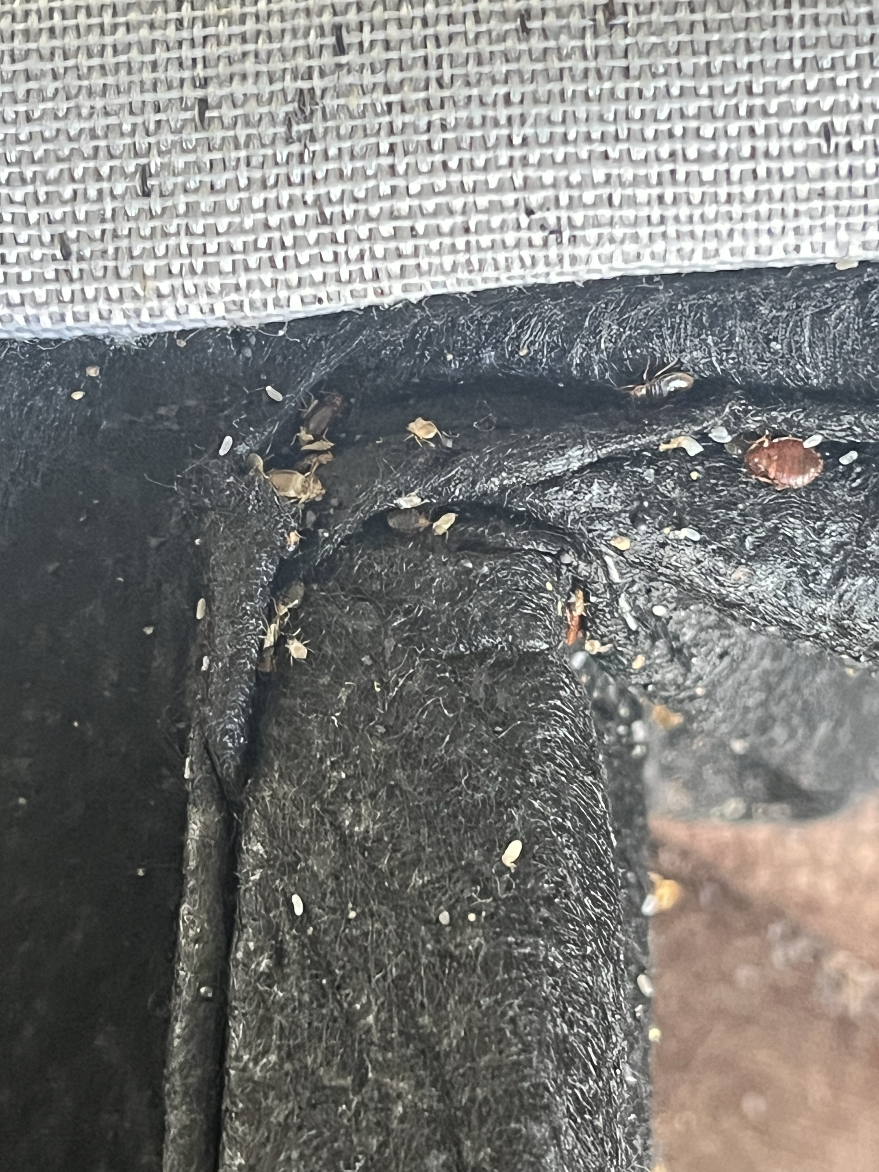 Bed bug service in La Vergne, TN photo 15