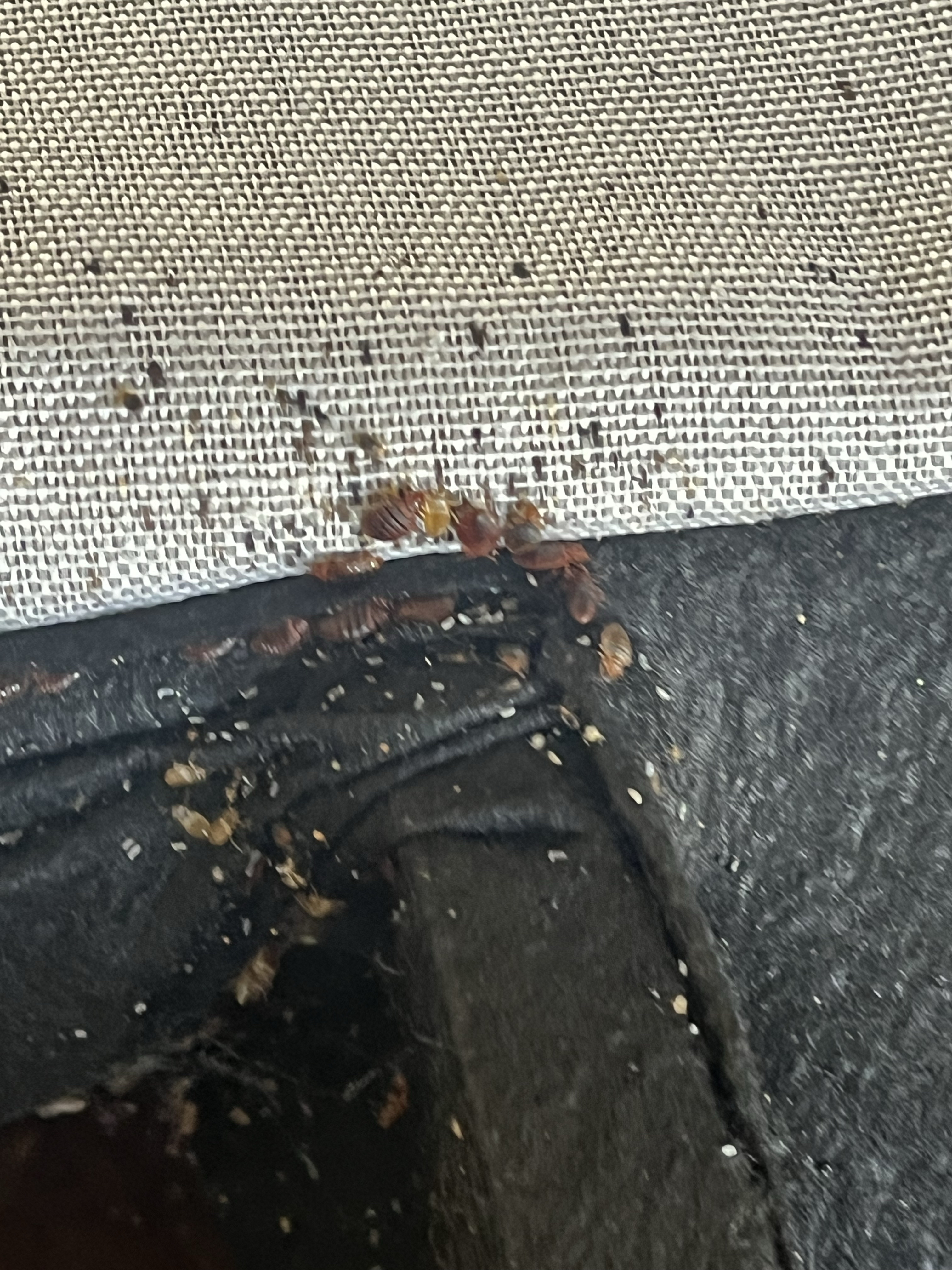 Bed bug service in La Vergne, TN photo 16