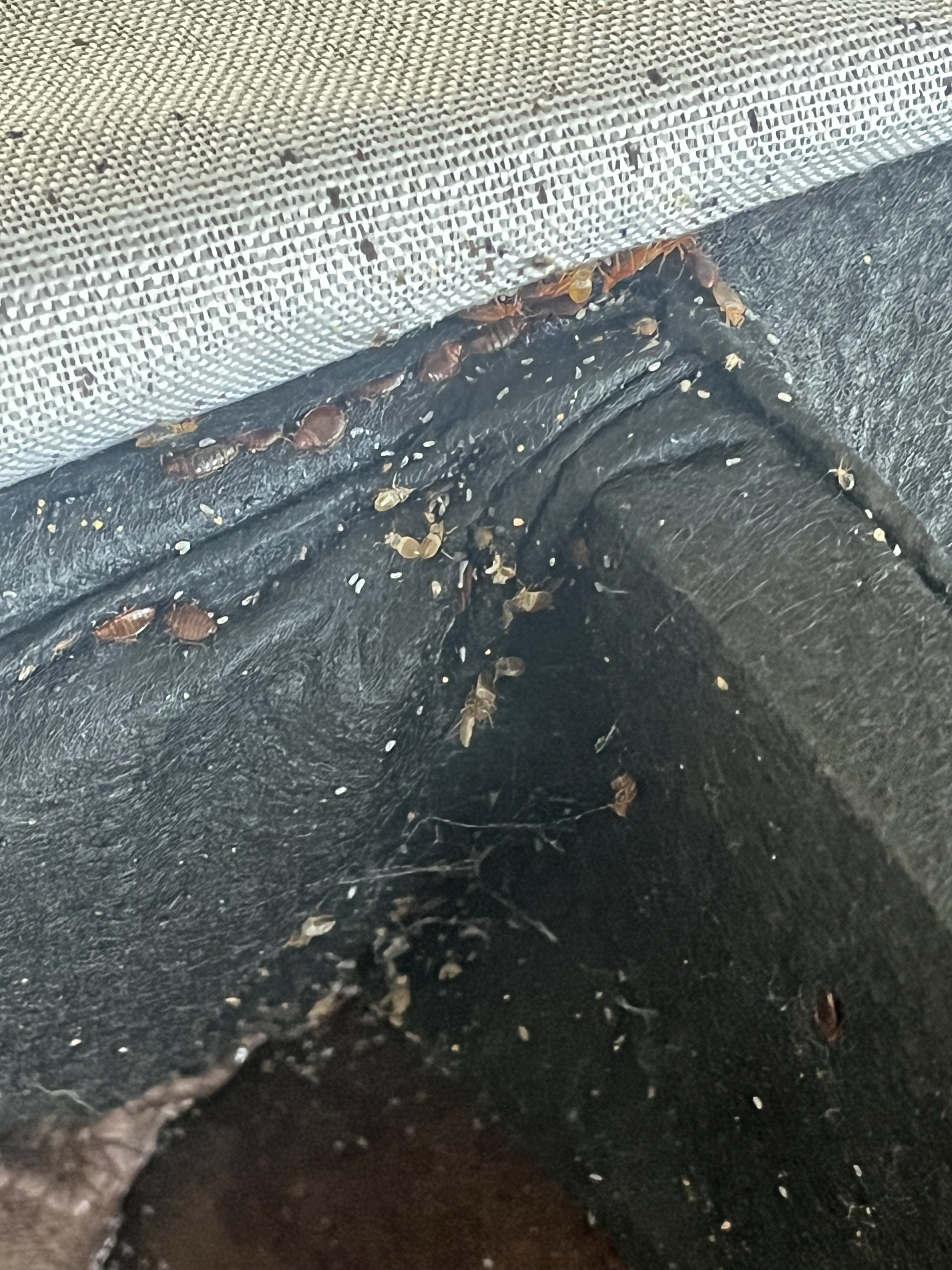 Bed bug service in La Vergne, TN photo 17