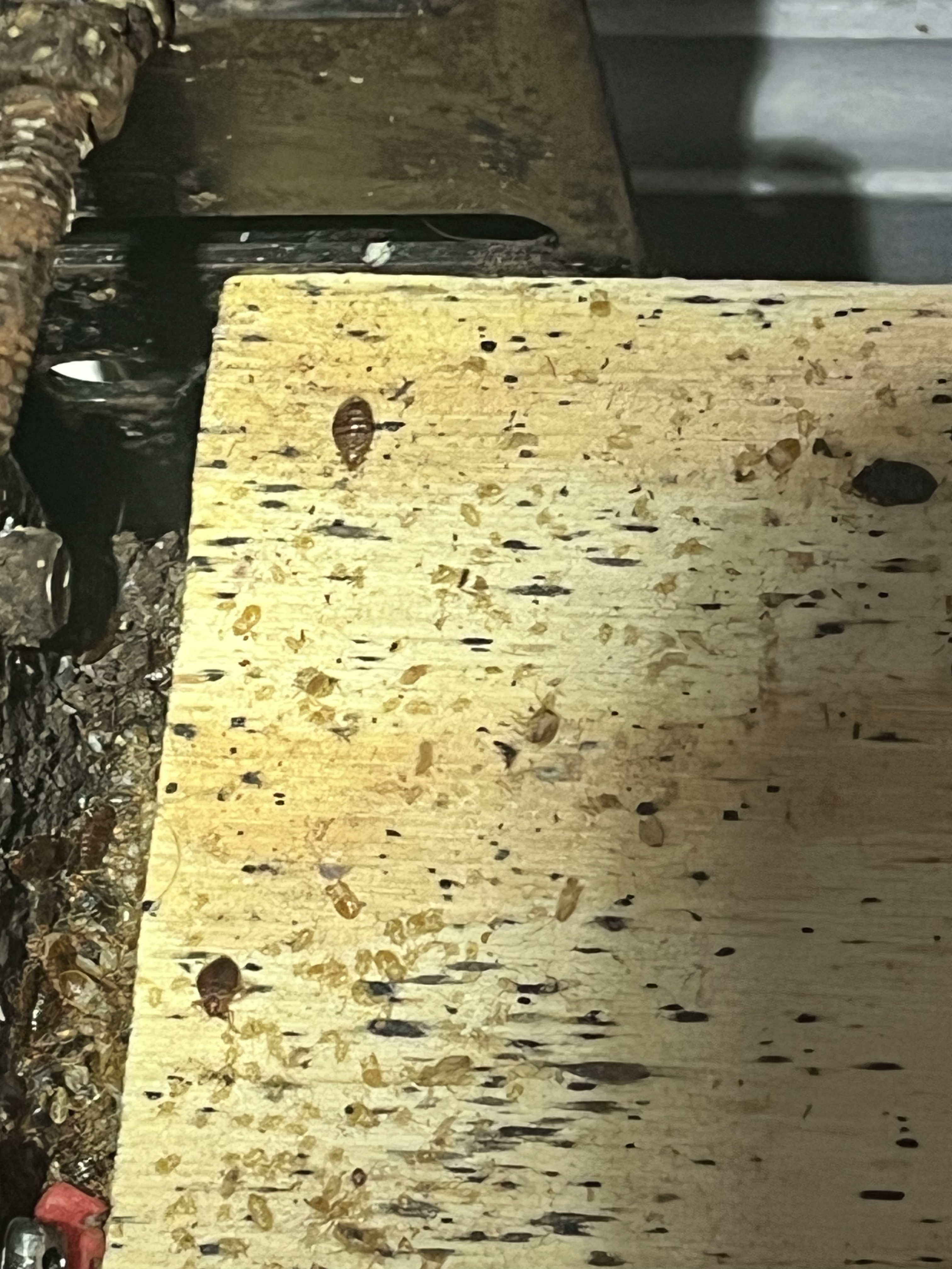 Bed bug service in La Vergne, TN photo 3
