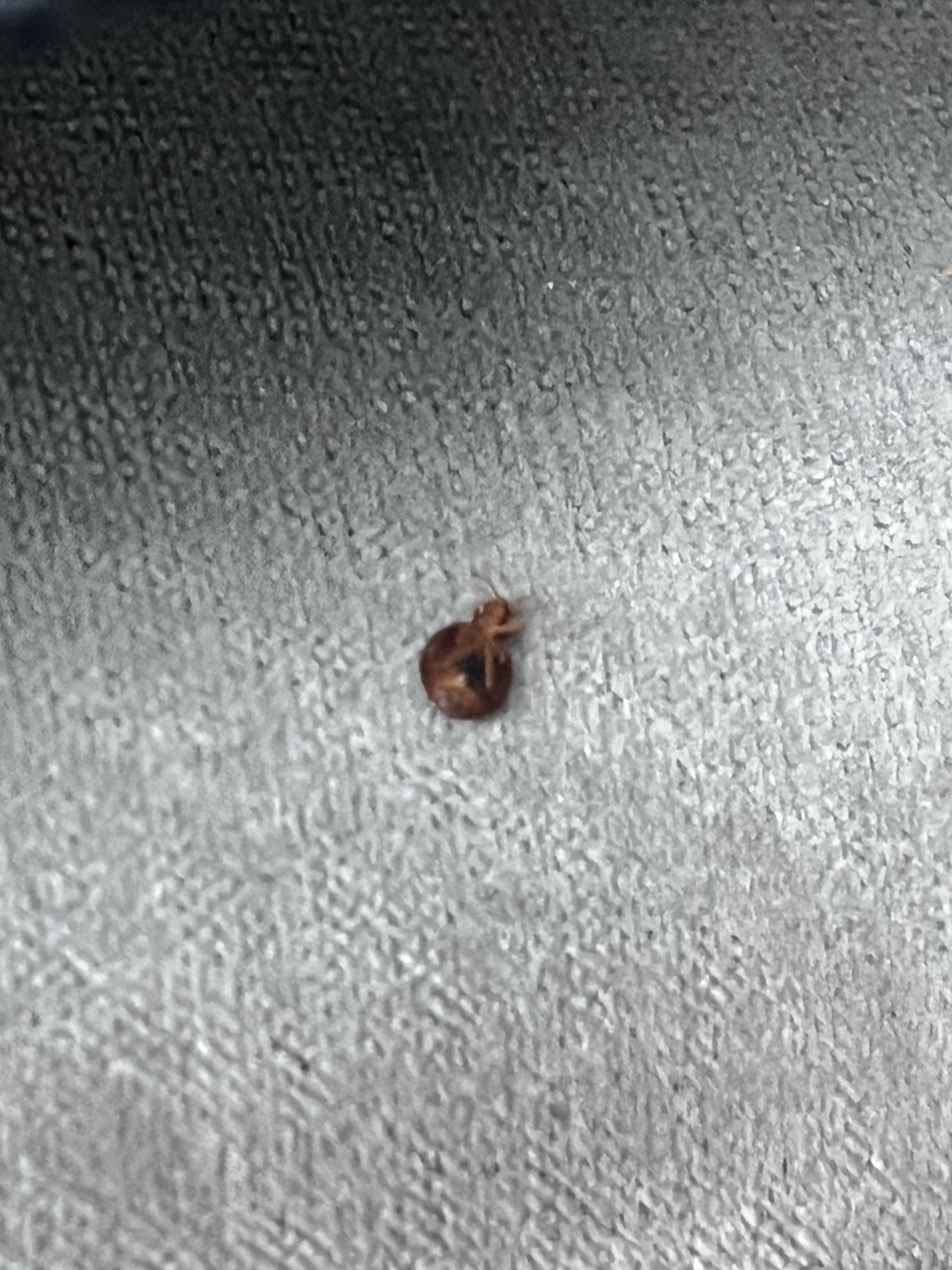Bed bug service in La Vergne, TN photo 4